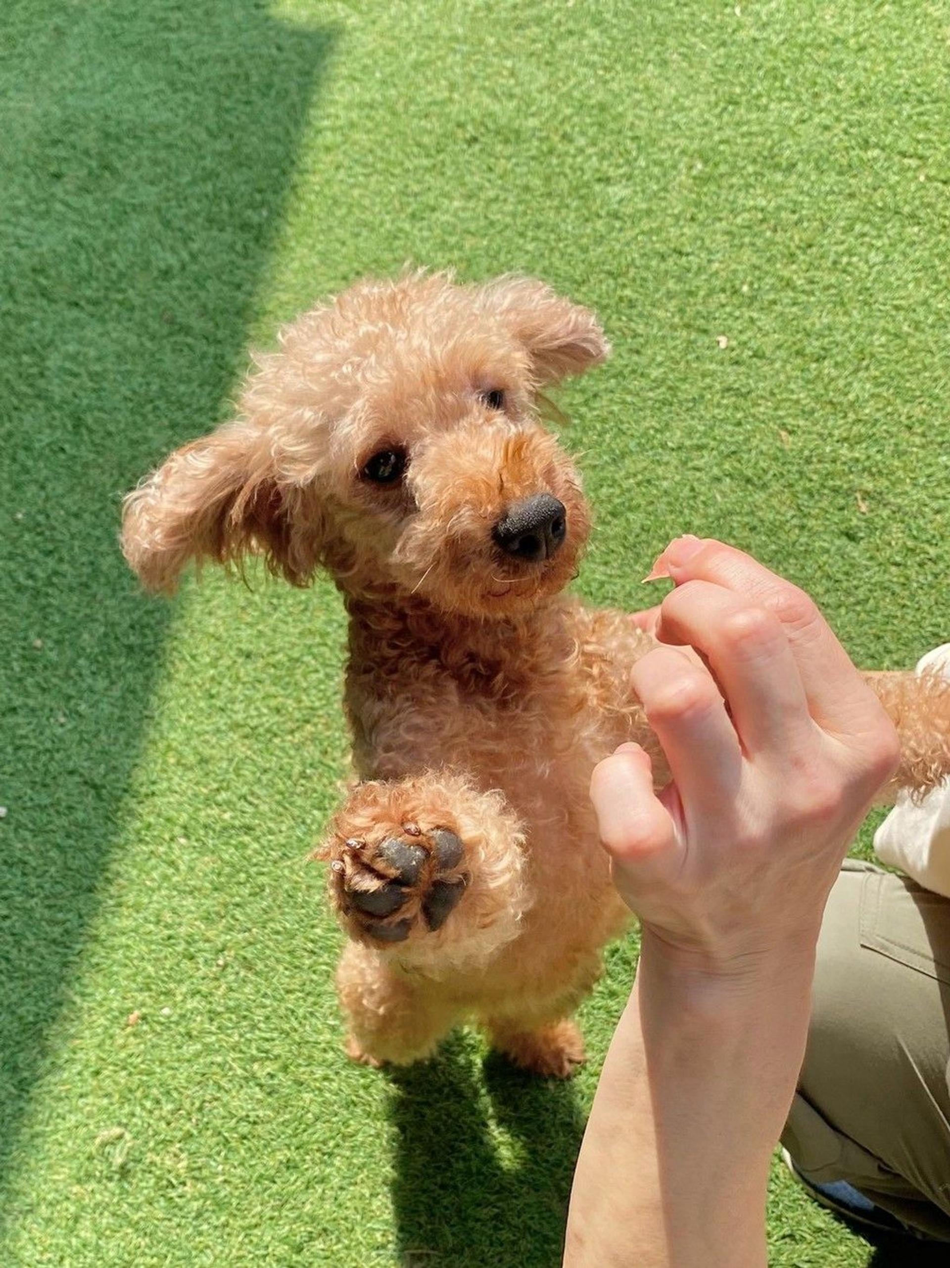 pet-image-6