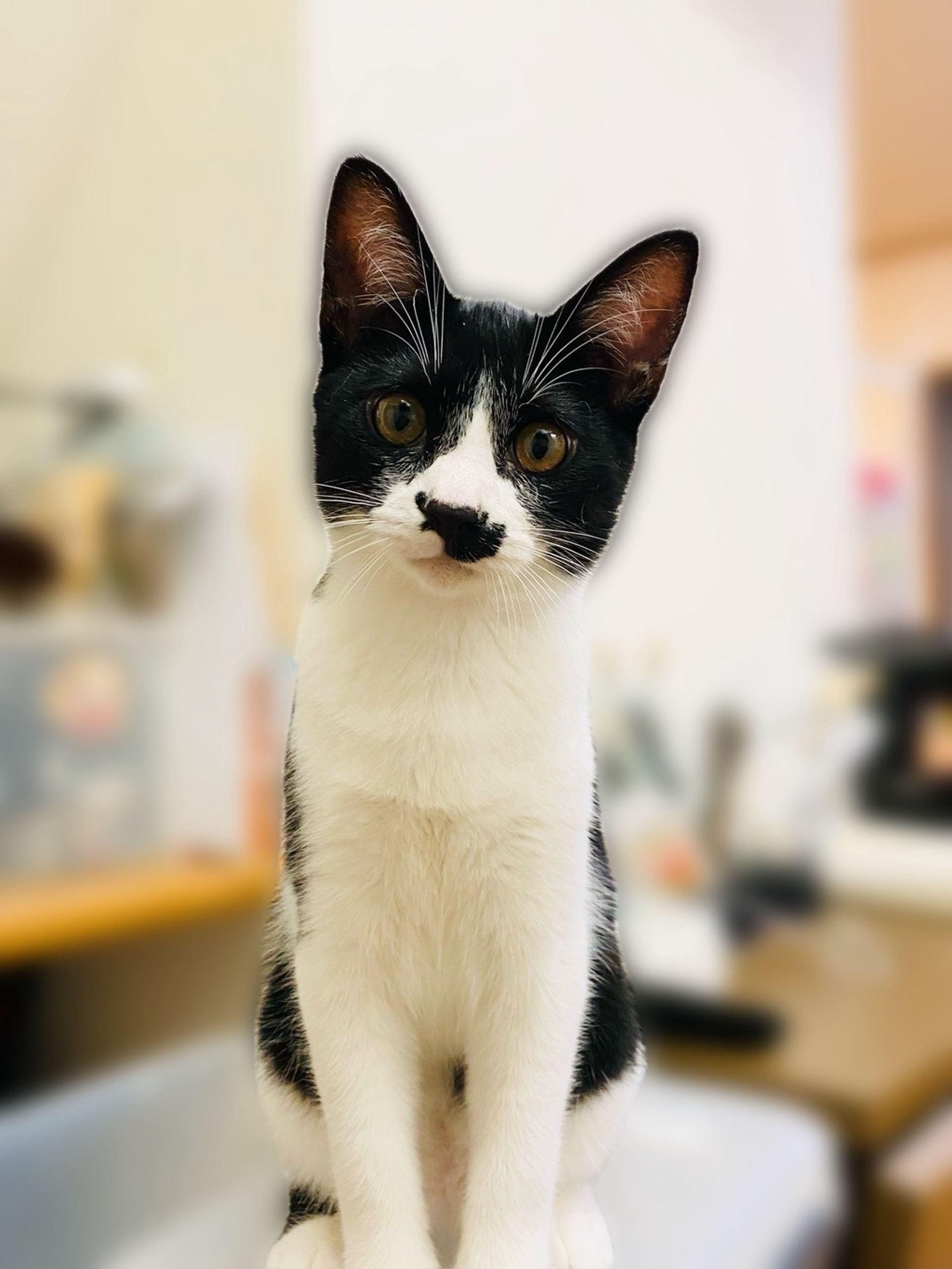雑種（ミックス猫）・オスの里親募集の写真