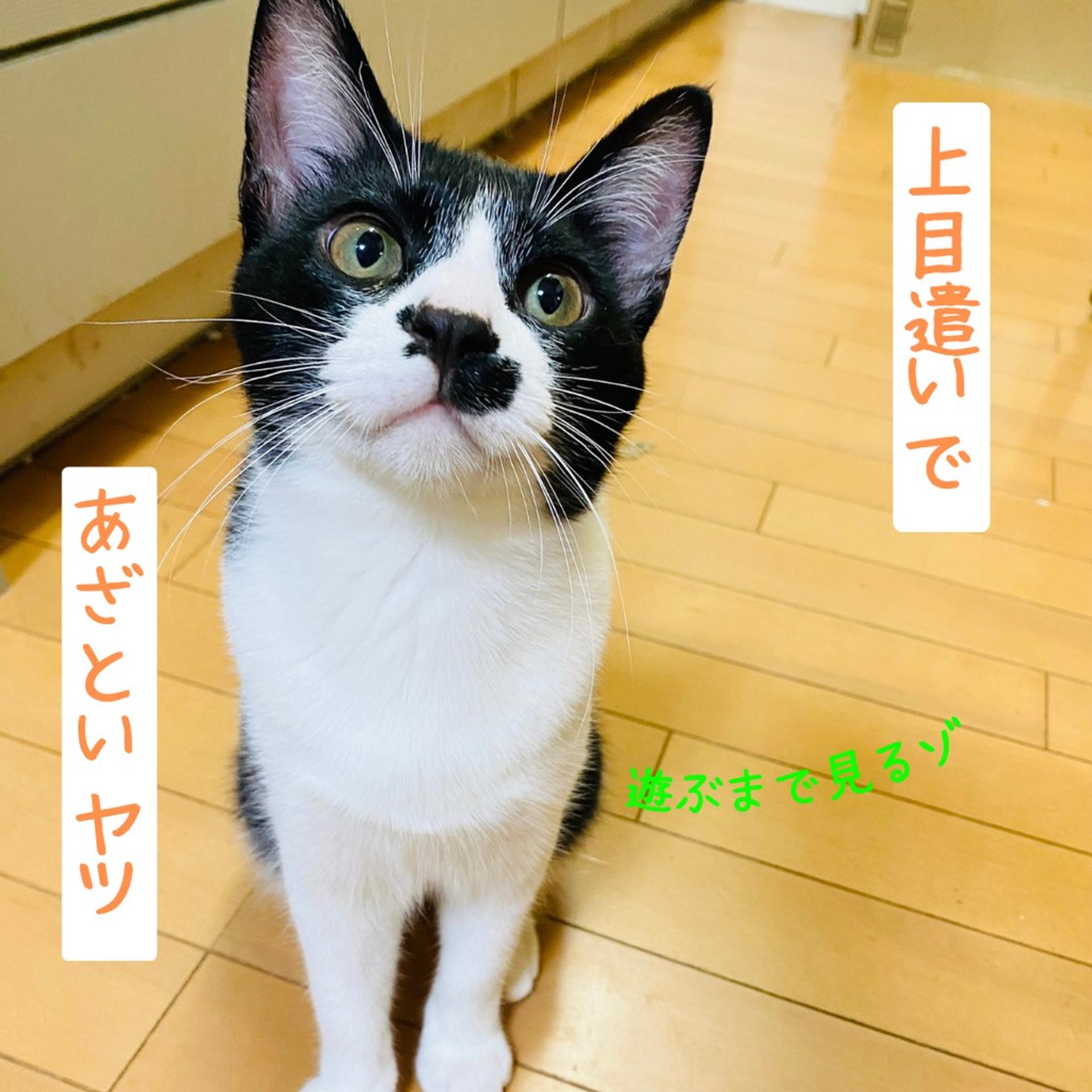 pet-image-2