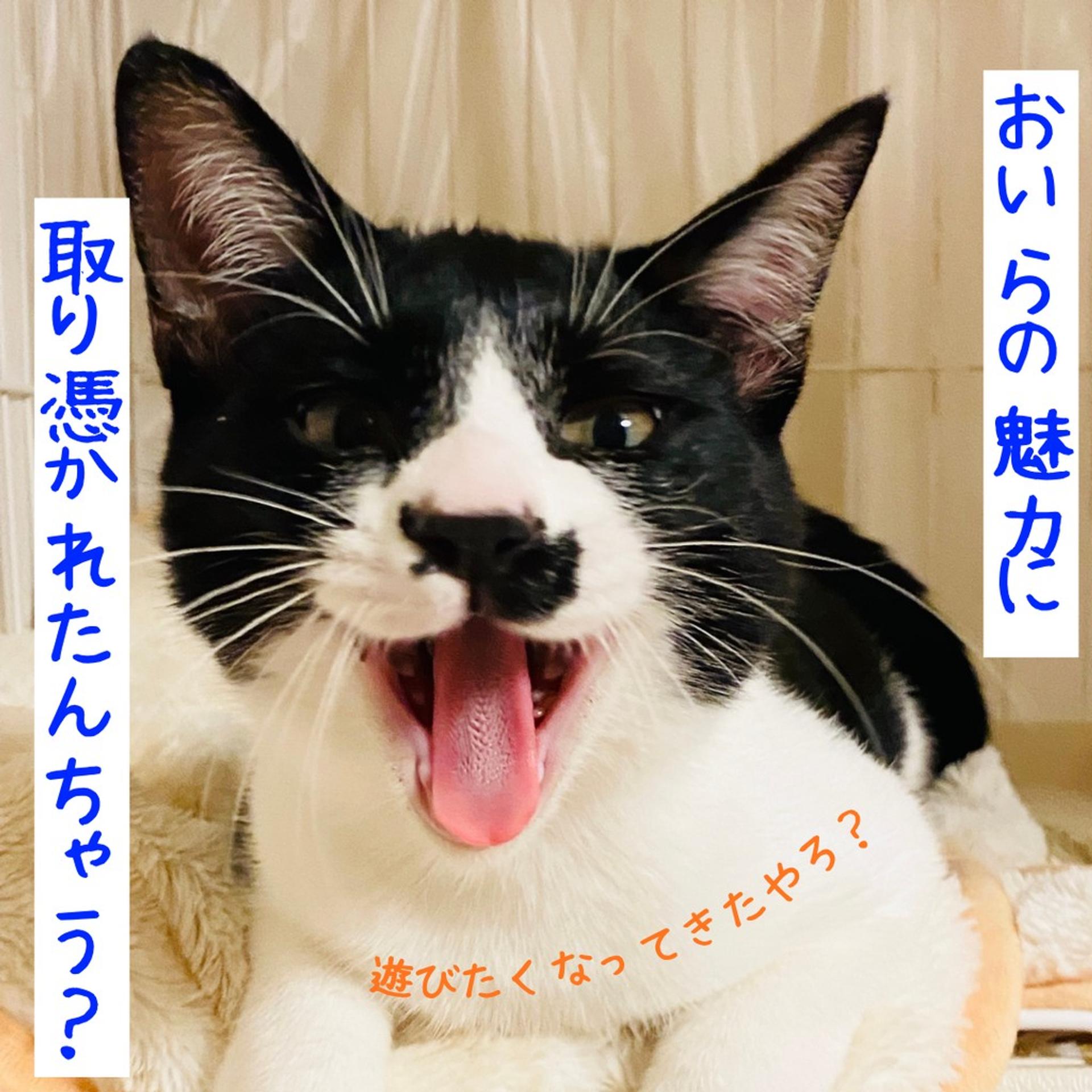 pet-image-3