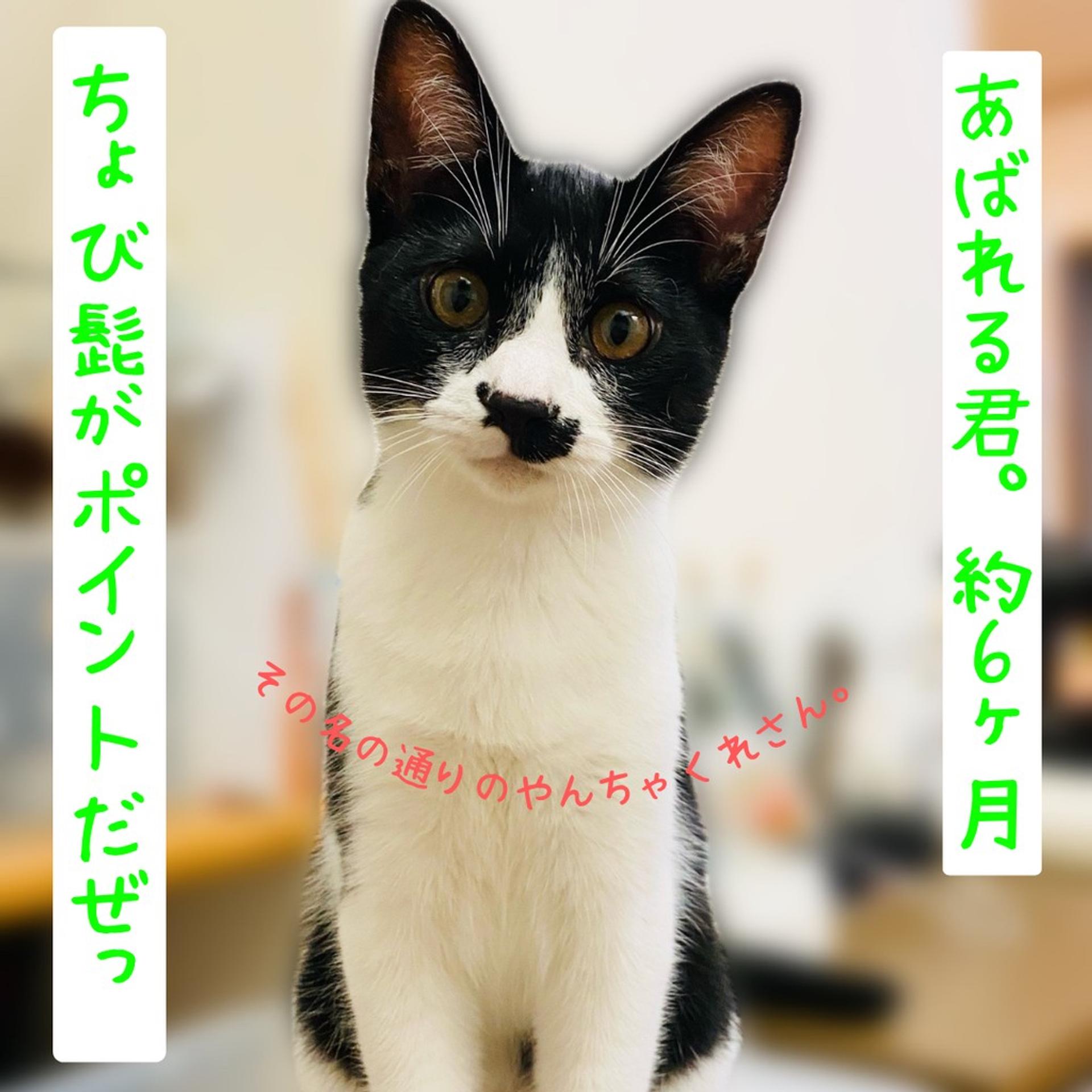 pet-image-4