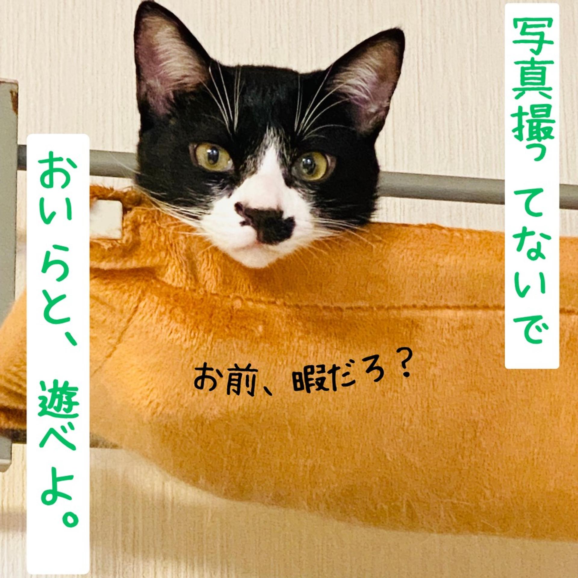 pet-image-5