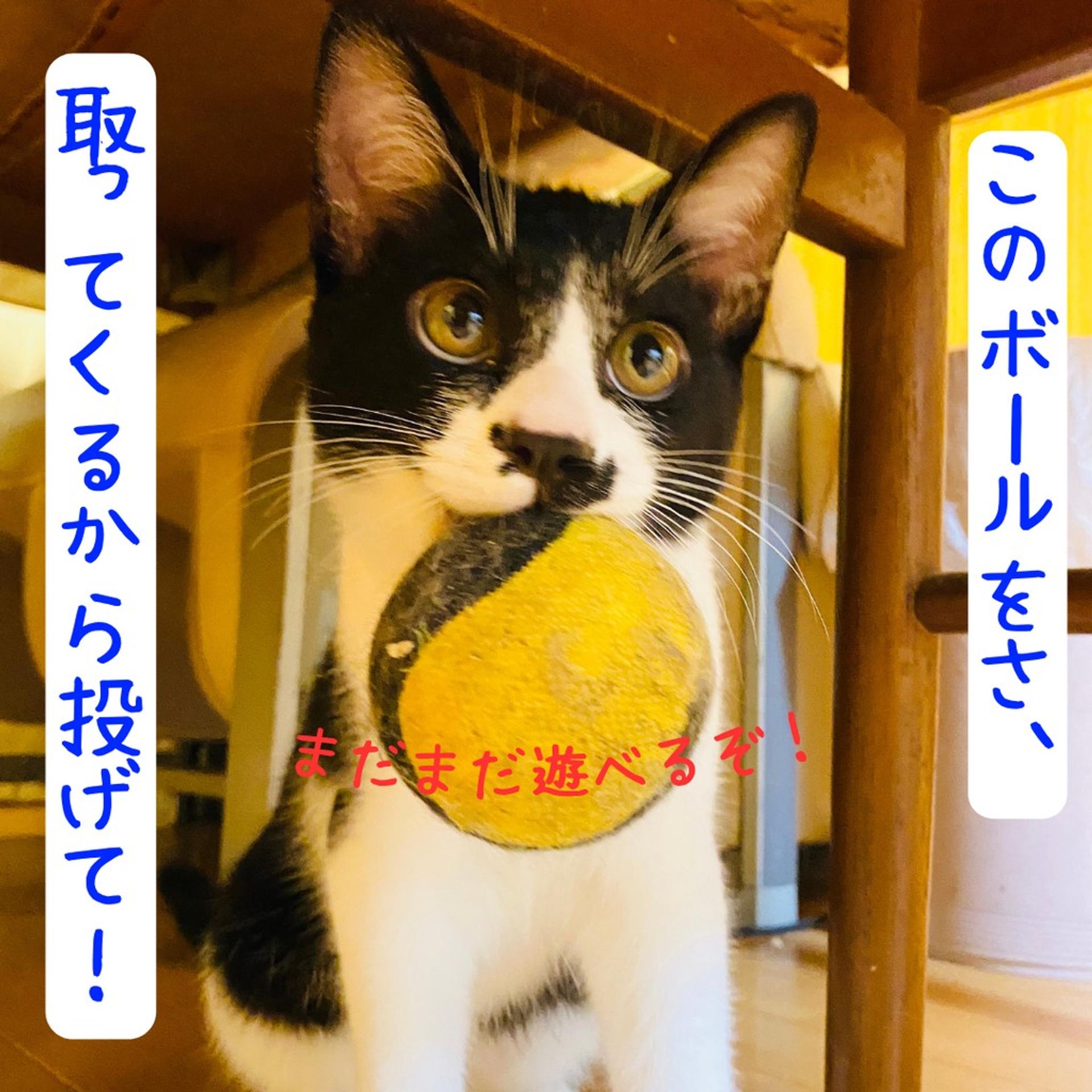 pet-image-6
