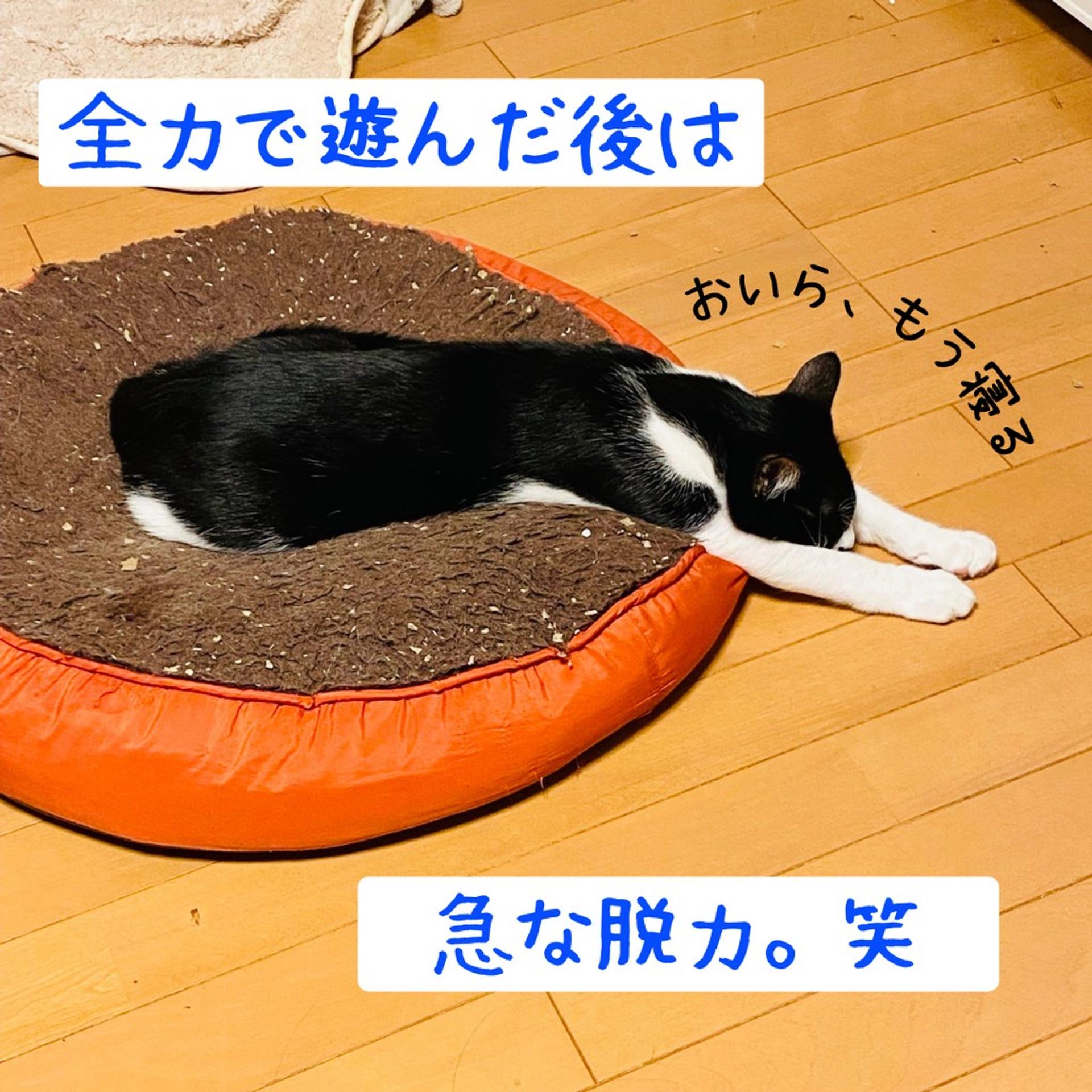 pet-image-7