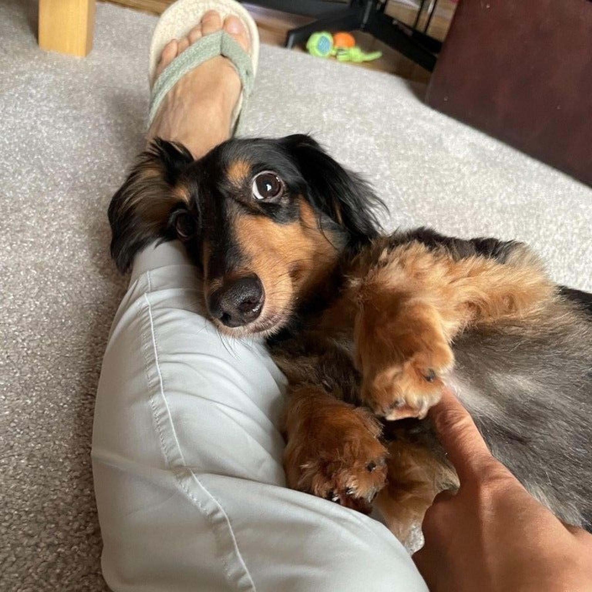 pet-image-2