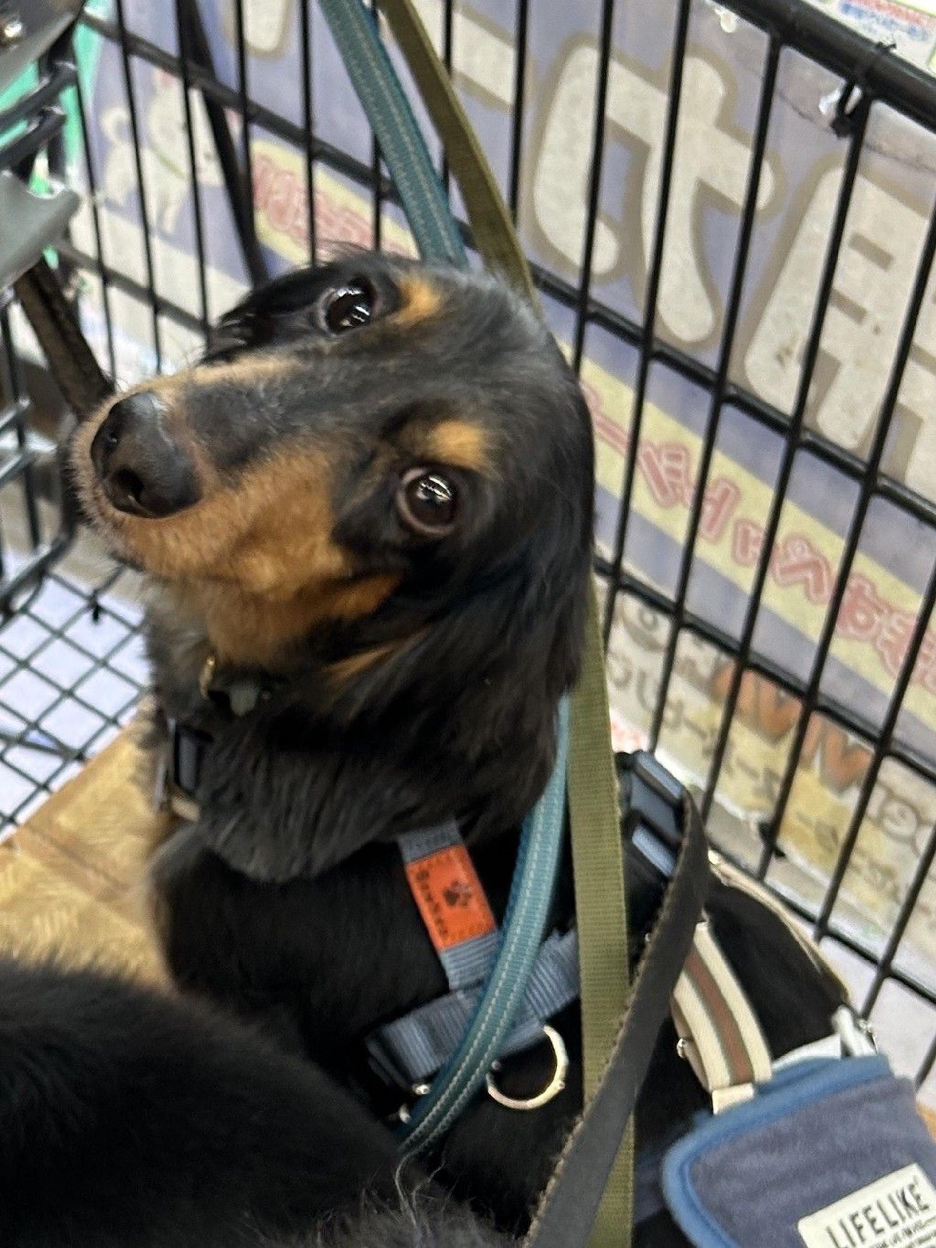 pet-image-3