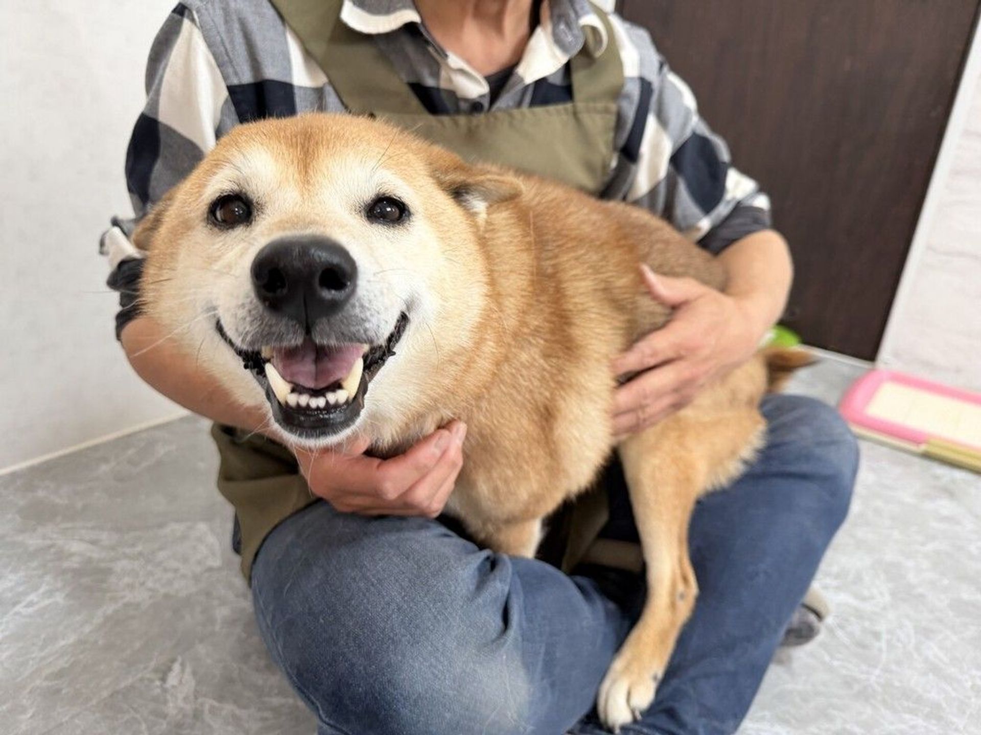 雑種（ミックス犬）・メスの里親募集の写真