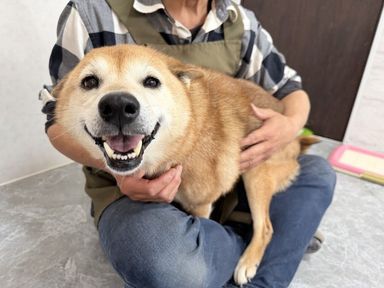 よつばちゃんの写真
