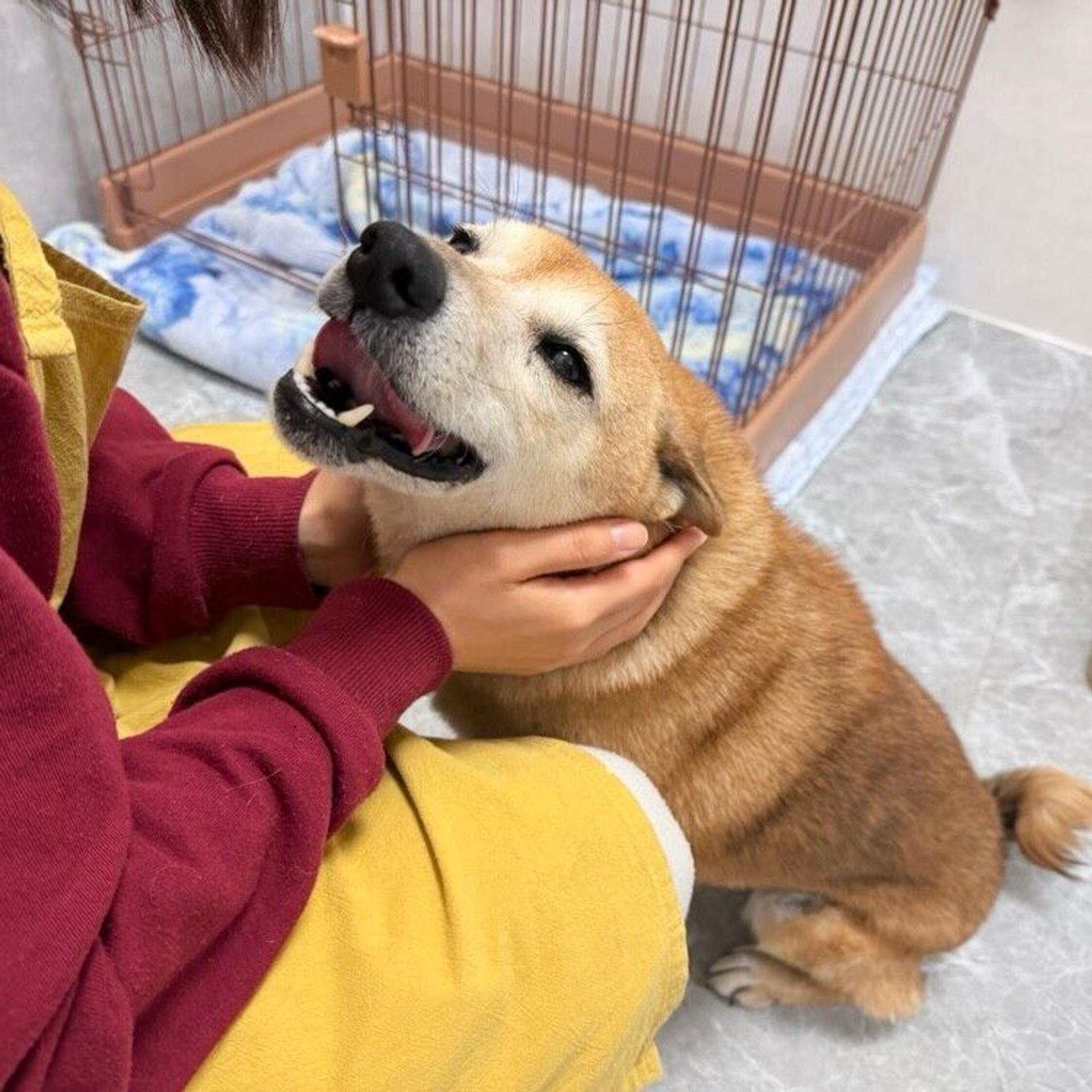 pet-image-2