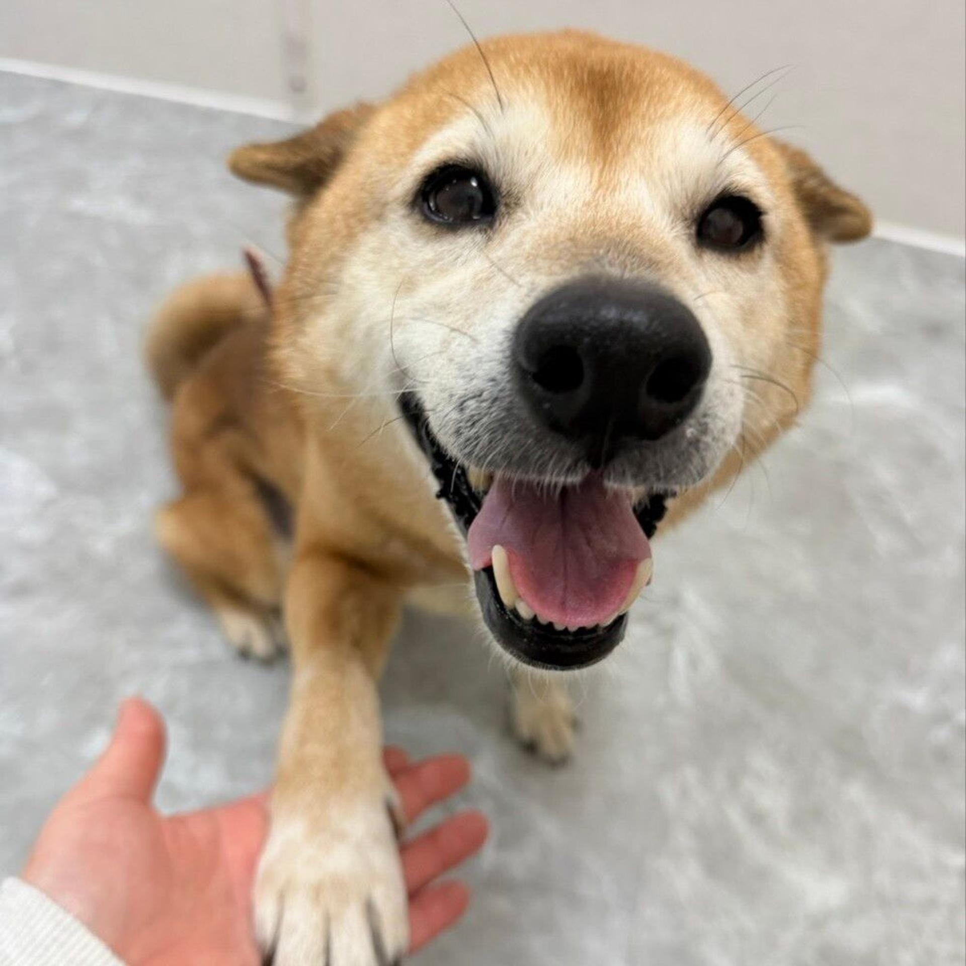 pet-image-4