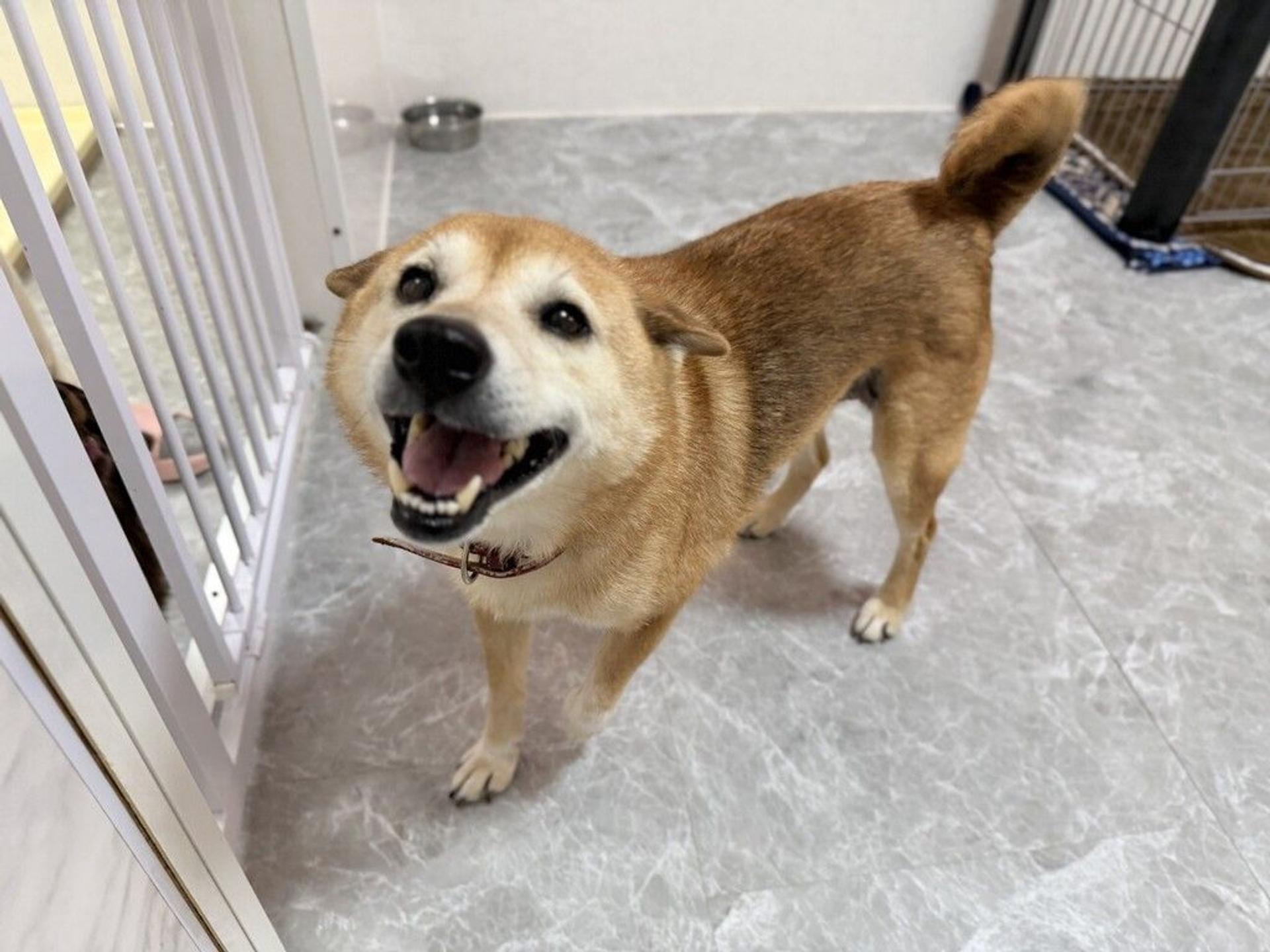 pet-image-5