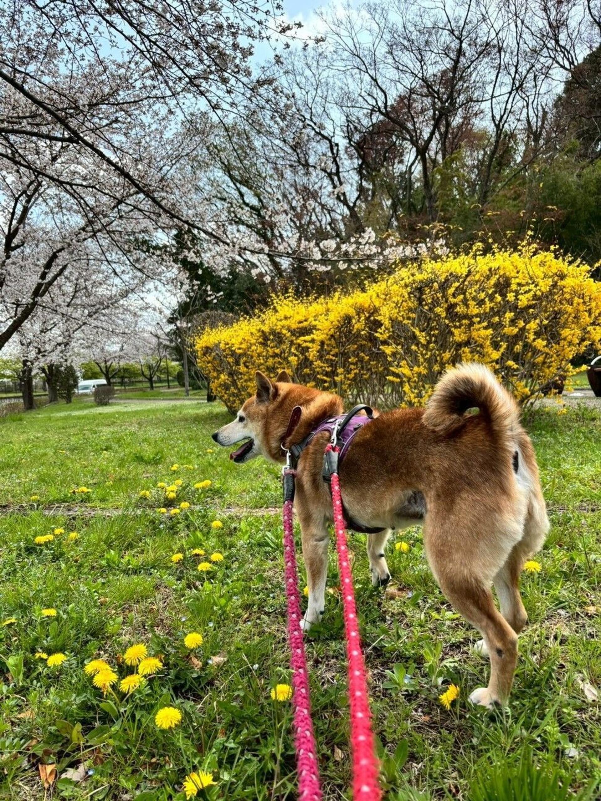 pet-image-6