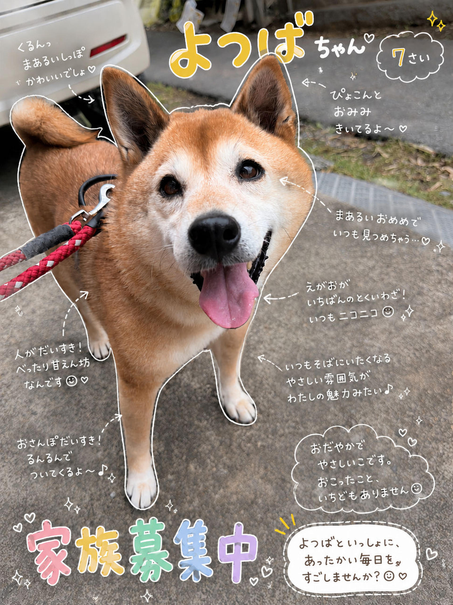 pet-image-7
