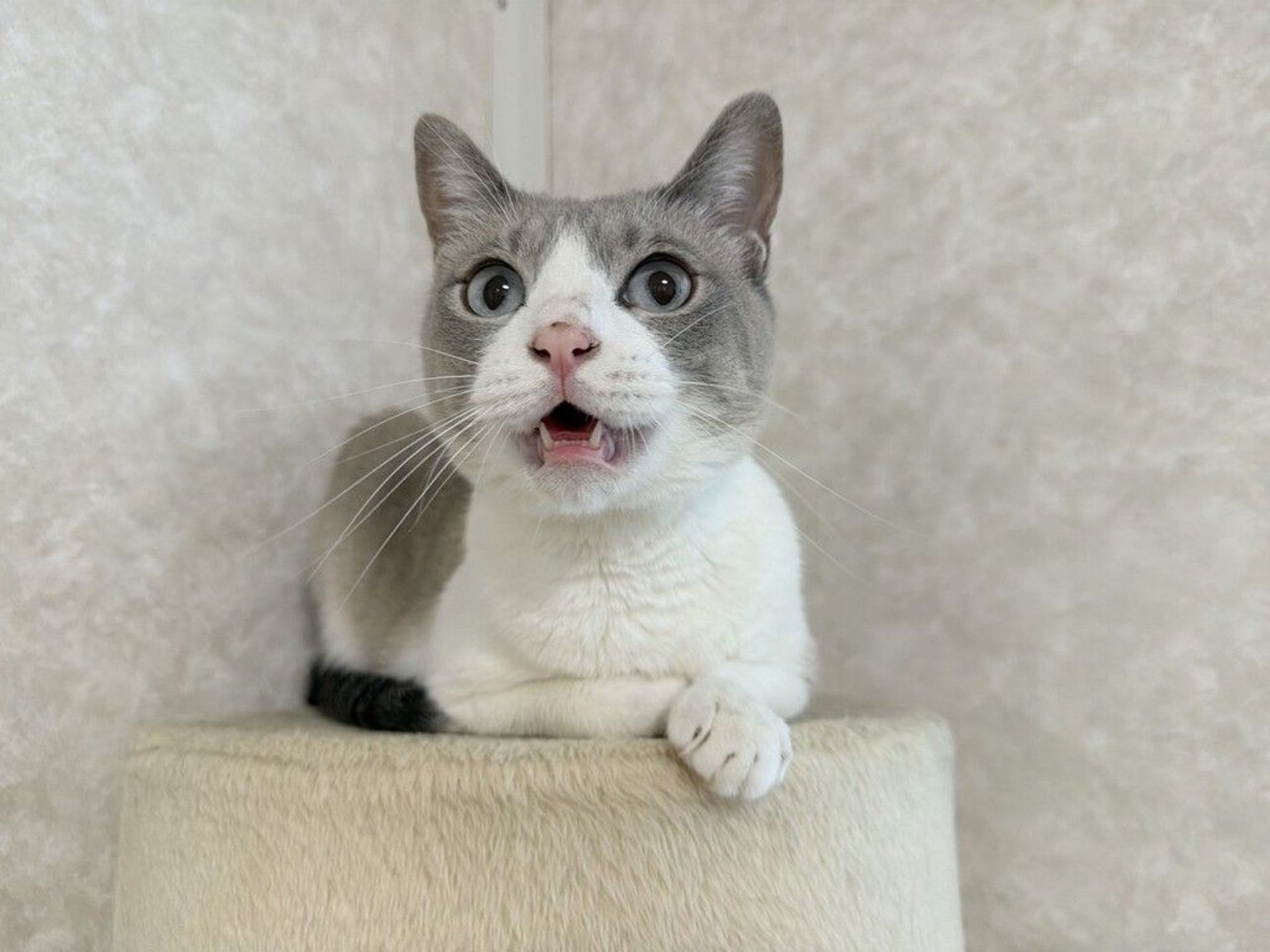 雑種（ミックス猫）・メスの里親募集の写真