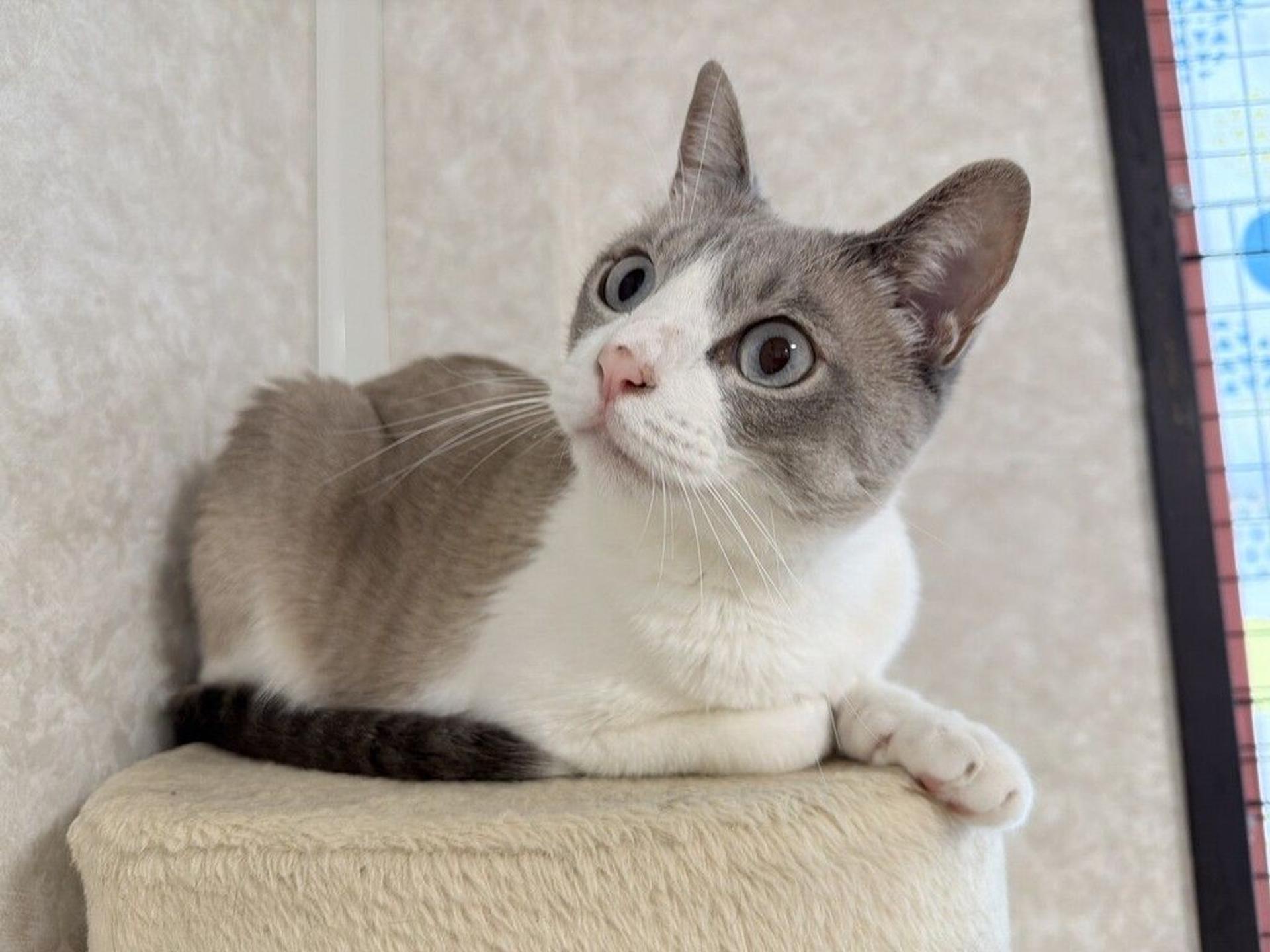 pet-image-2