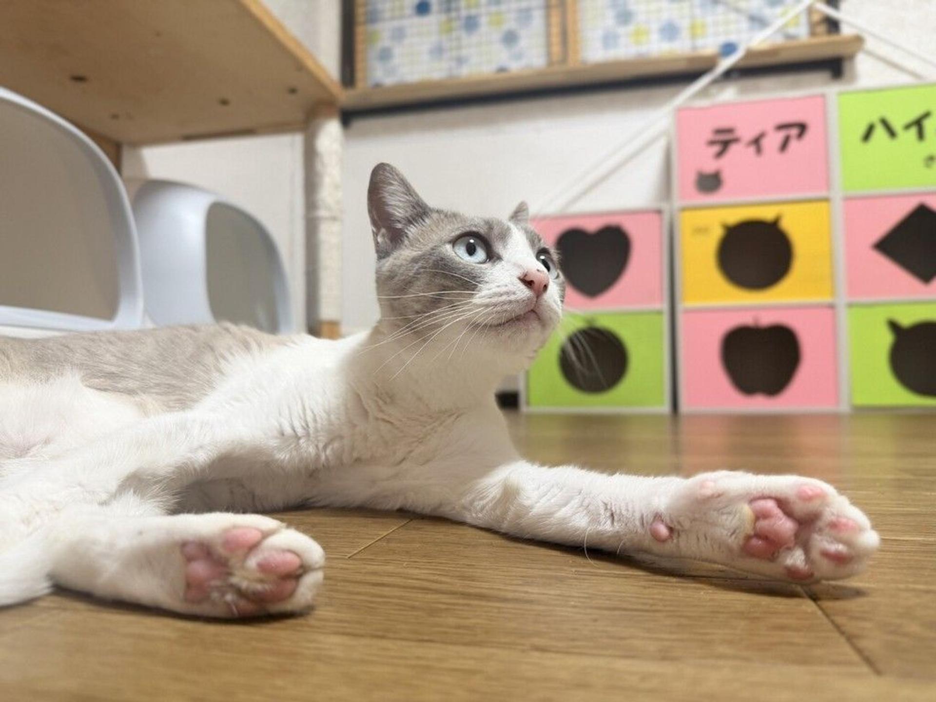 pet-image-5
