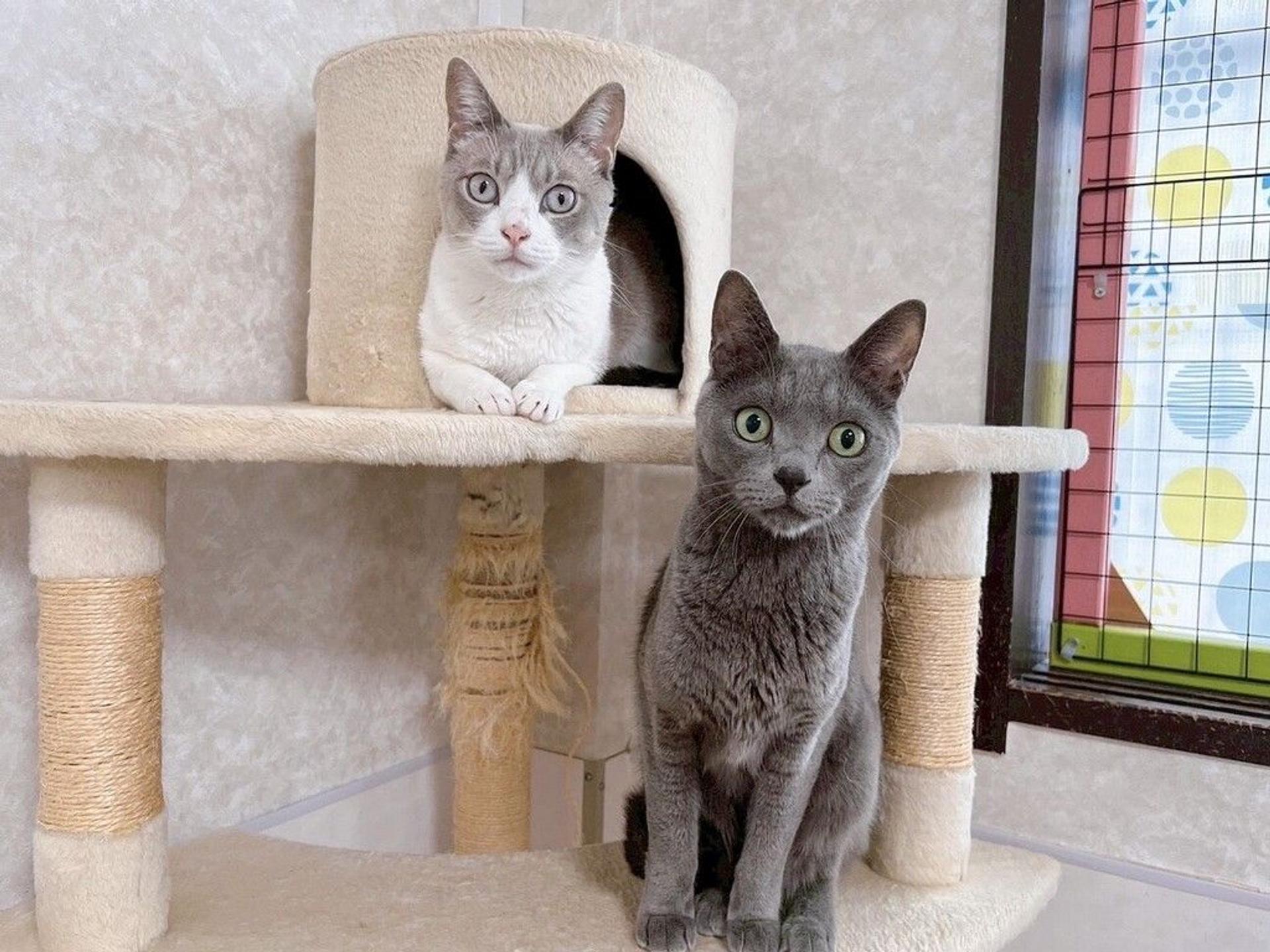 pet-image-2