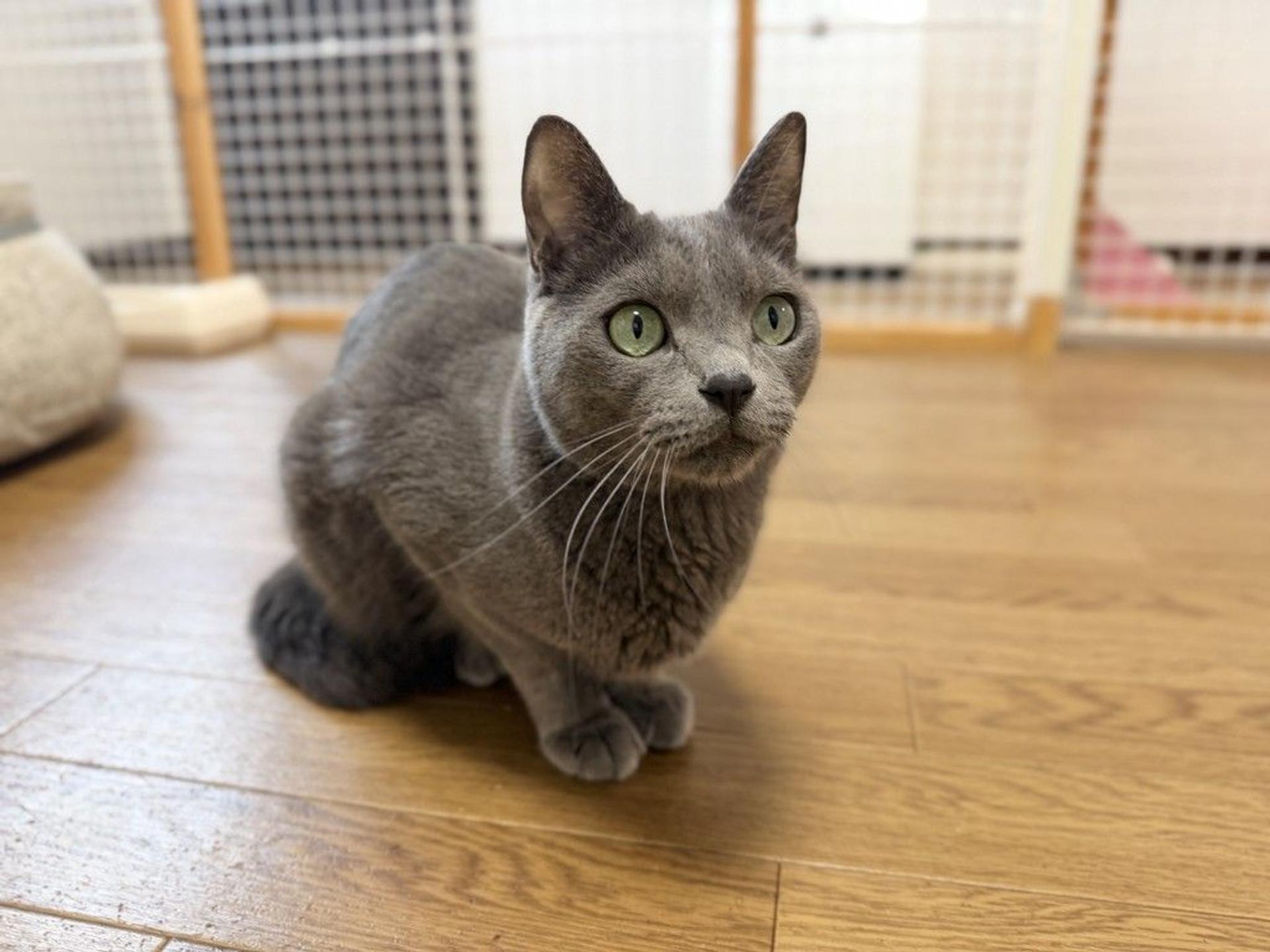 pet-image-5