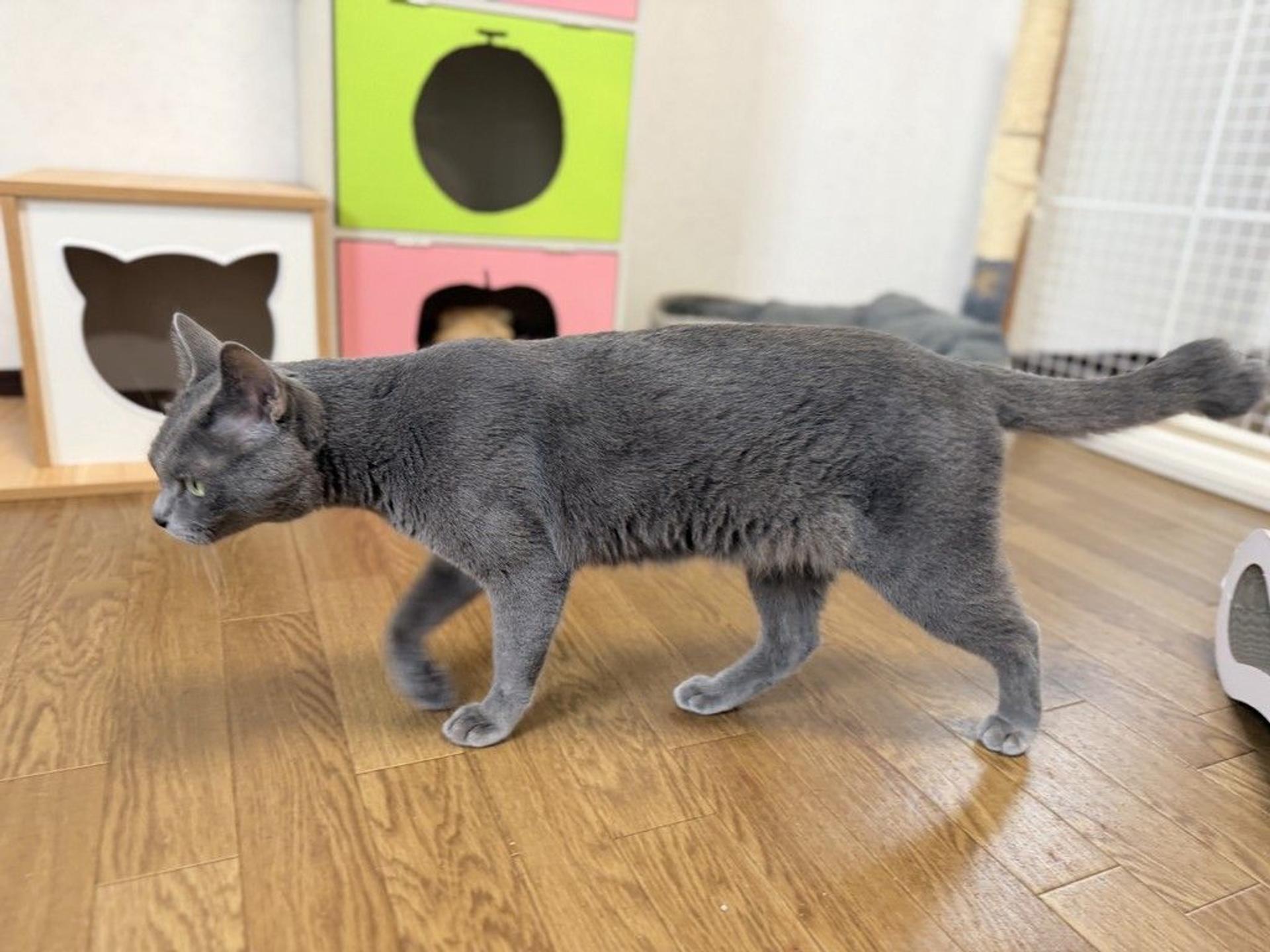 pet-image-6