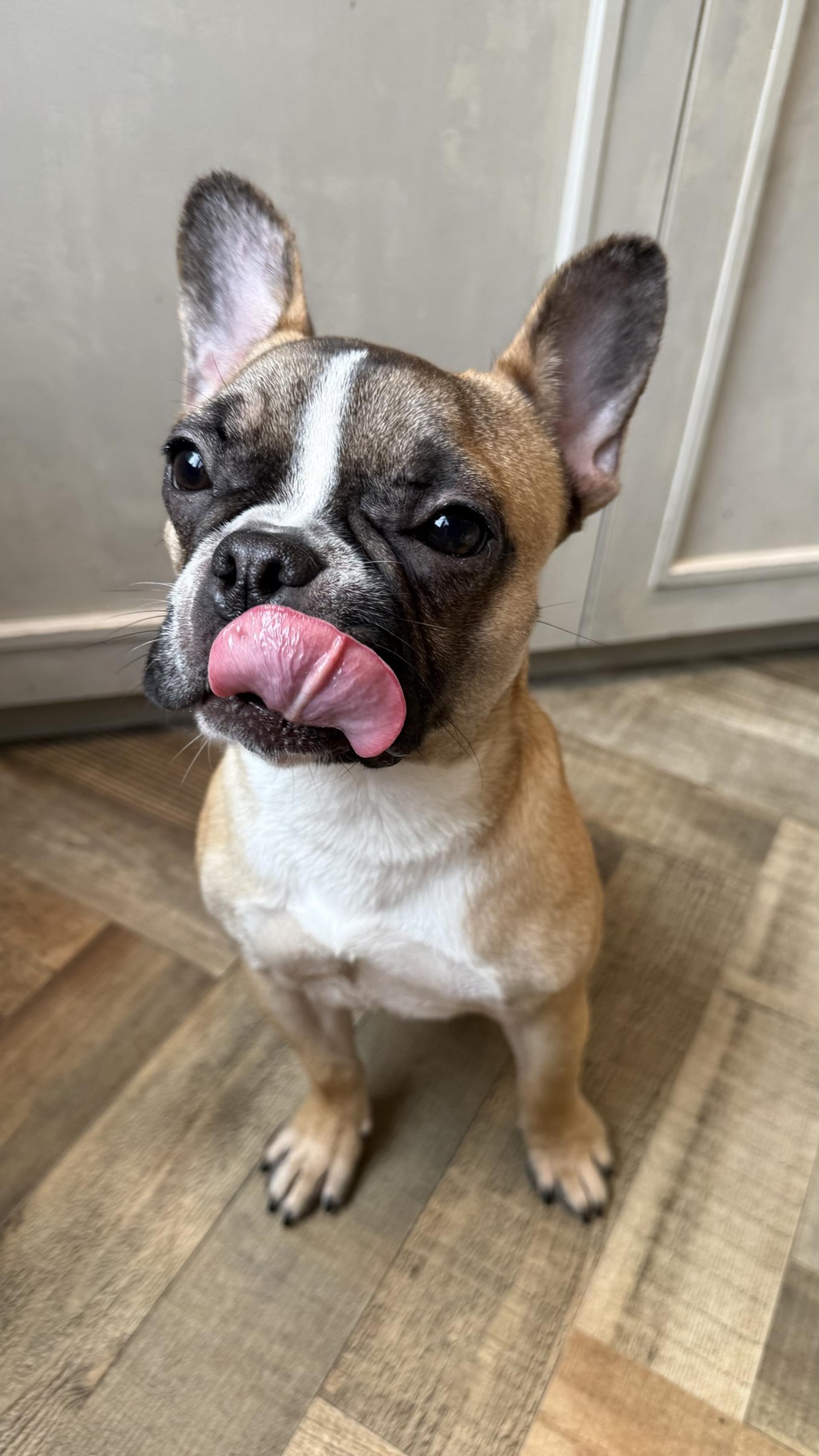 pet-image-2