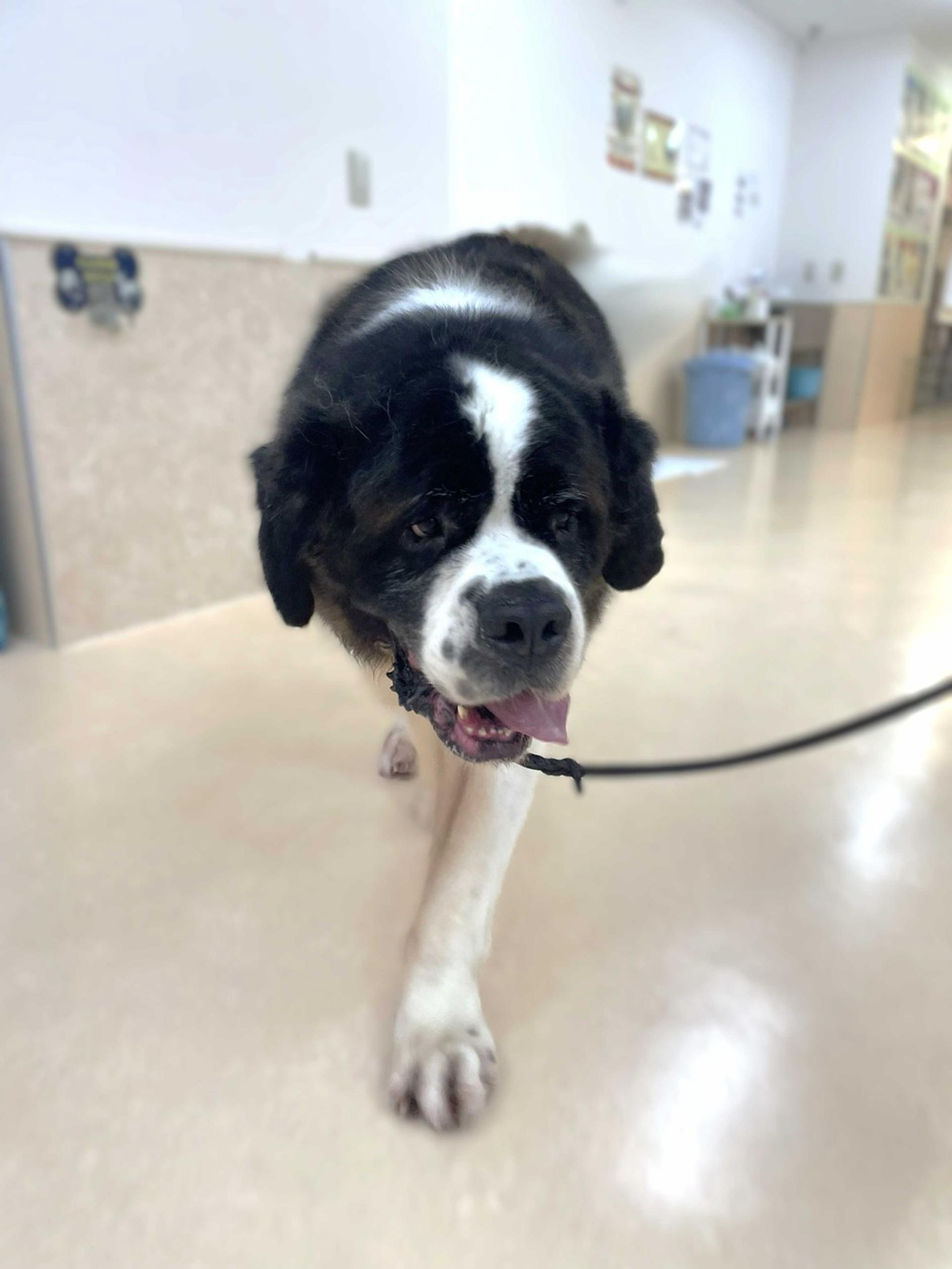 pet-image-2