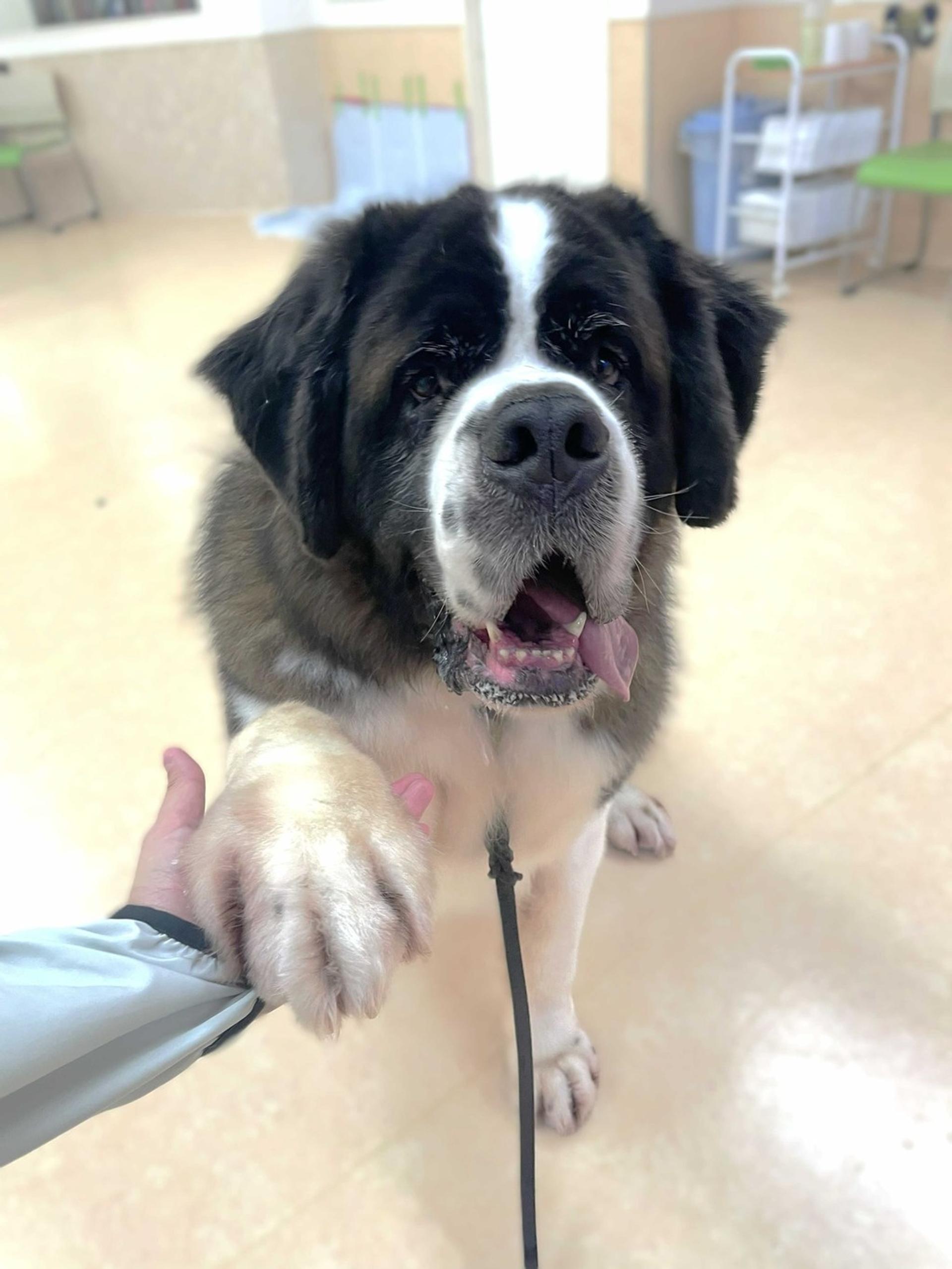 pet-image-3