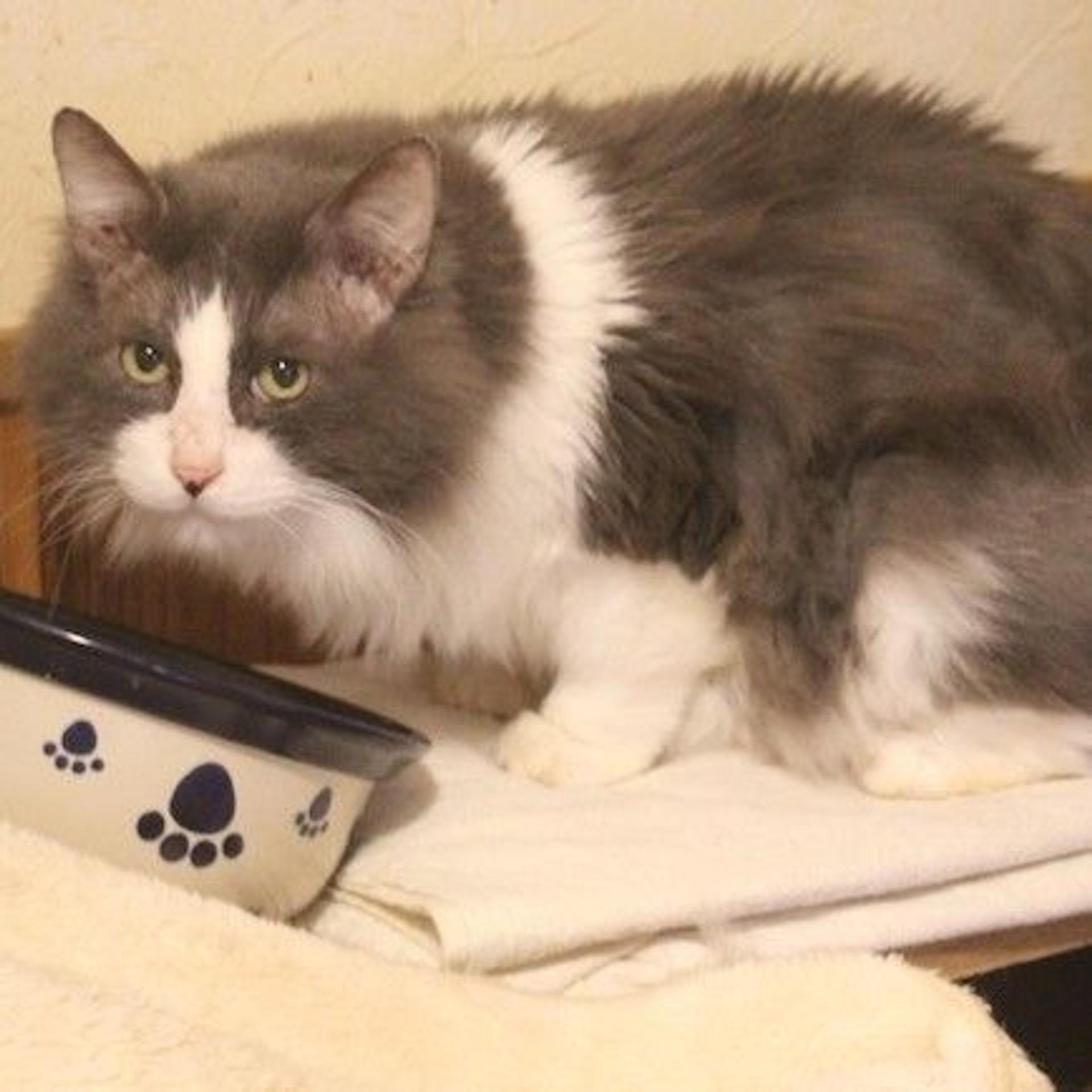 pet-image-2
