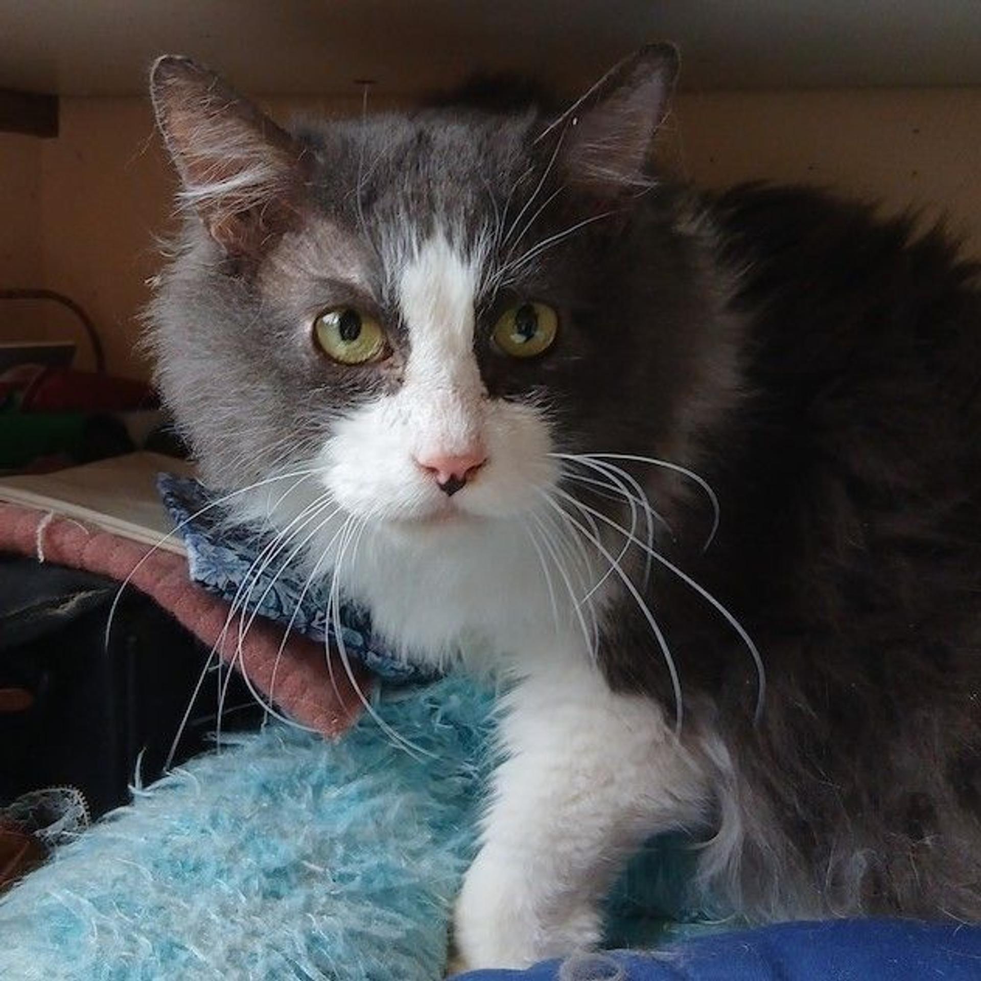 pet-image-3