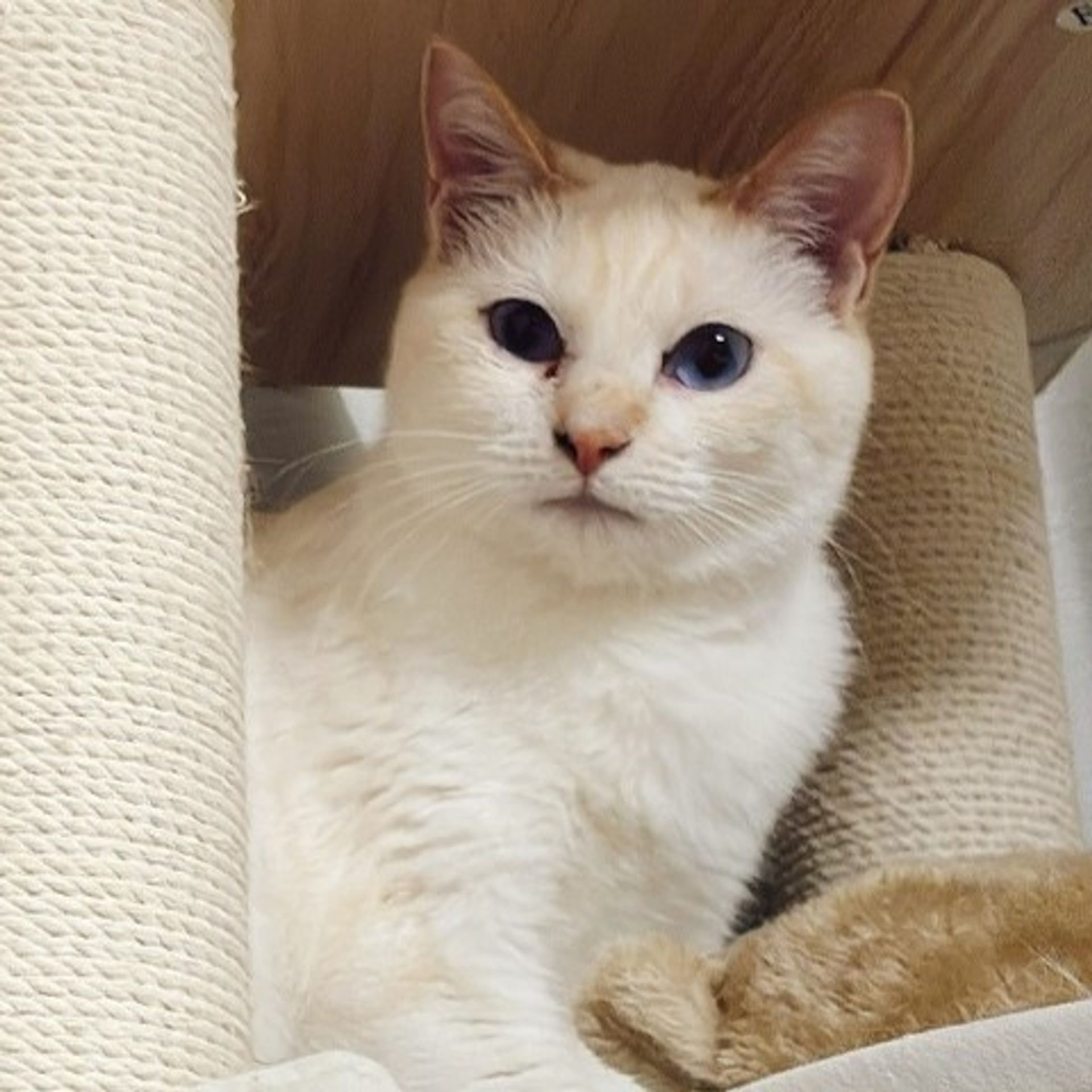 雑種（ミックス猫）・メスの里親募集の写真