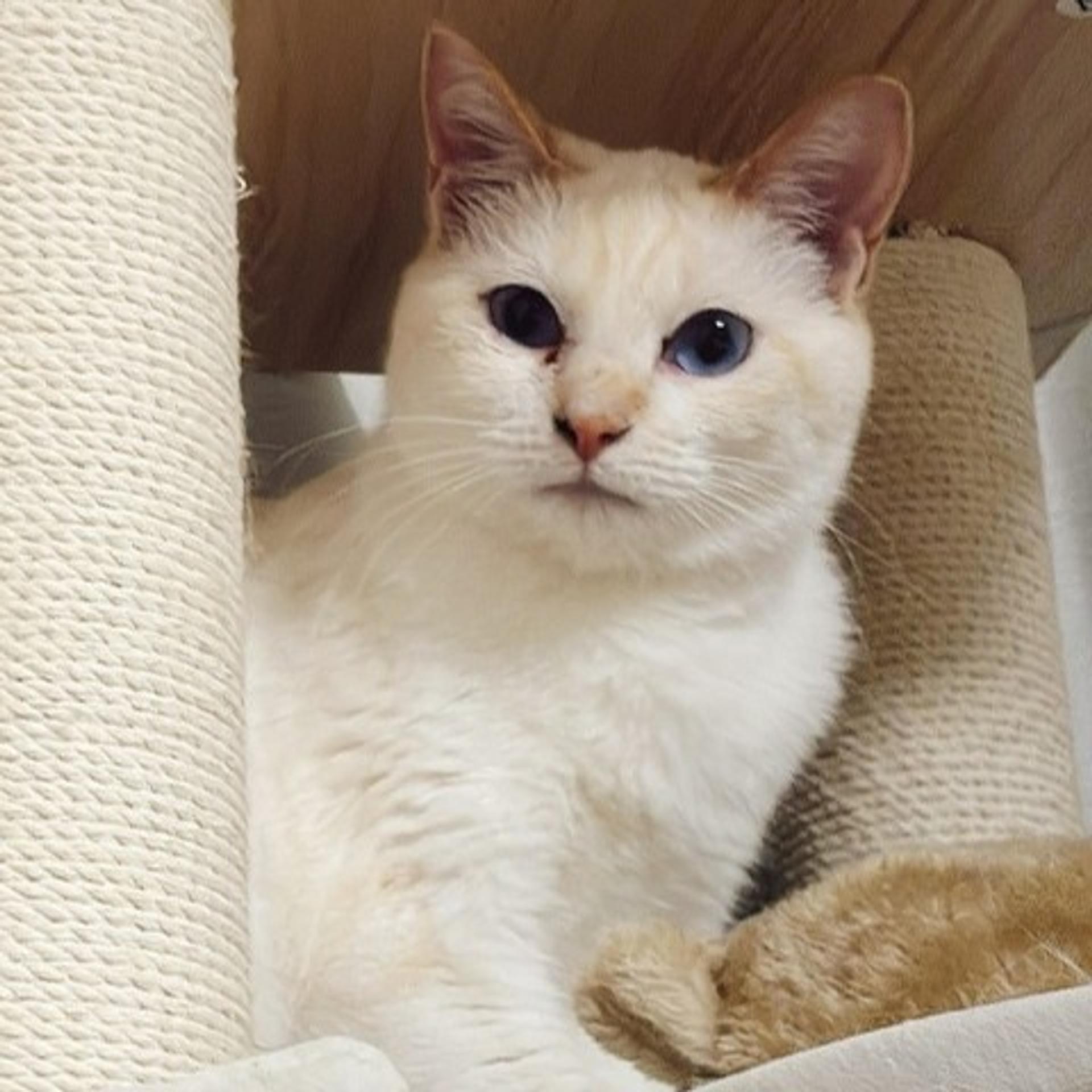 pet-image-4