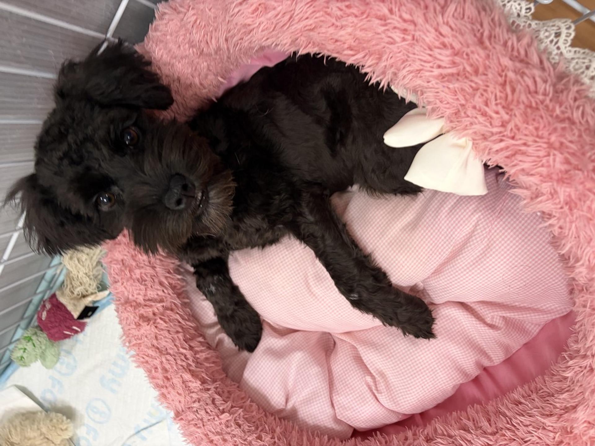 pet-image-2