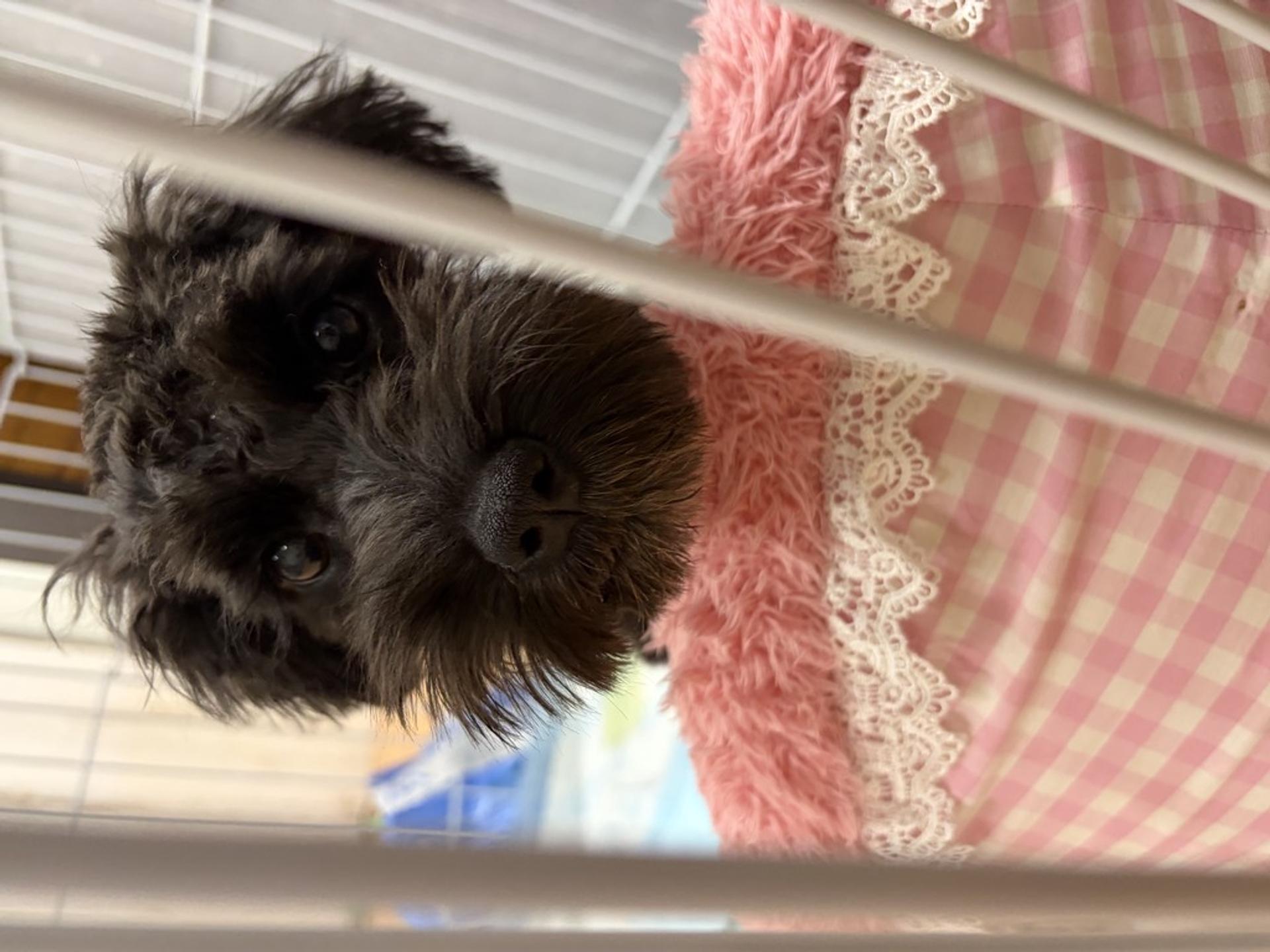 pet-image-3