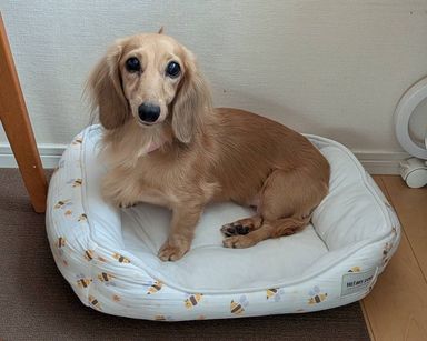 シトラスちゃんの写真