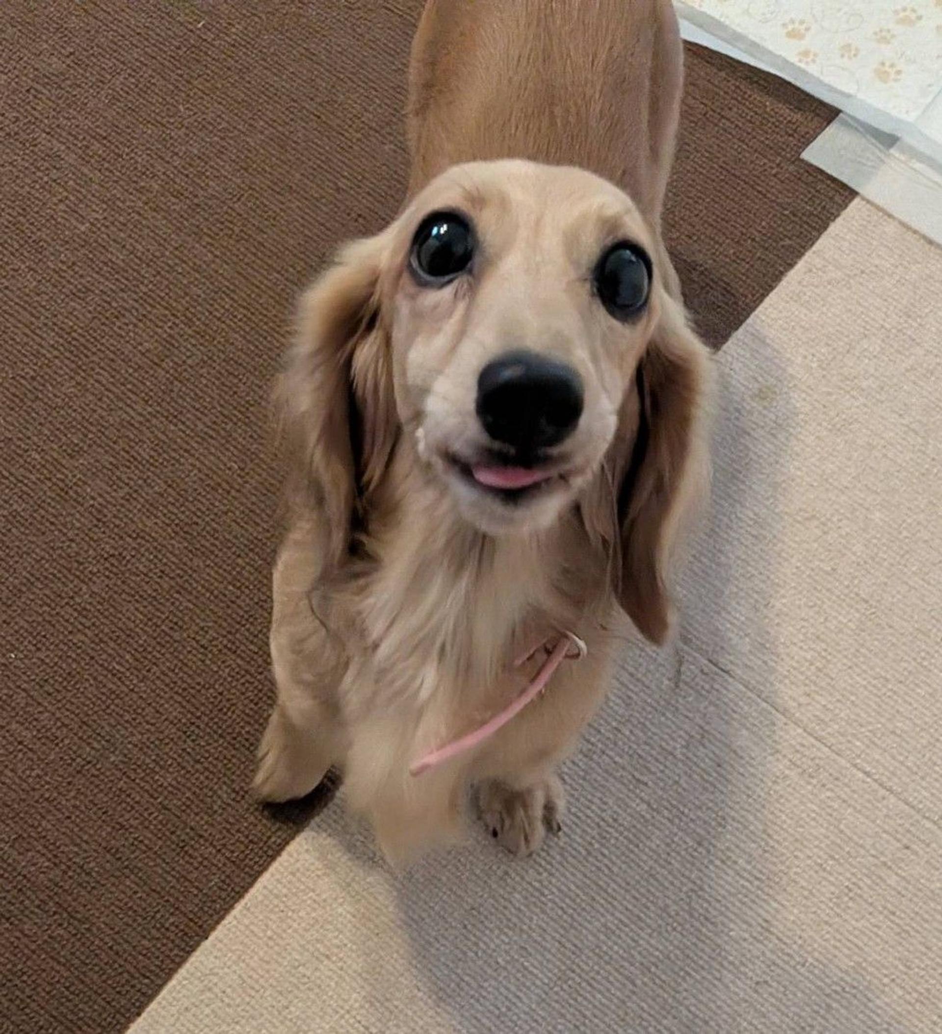 pet-image-3