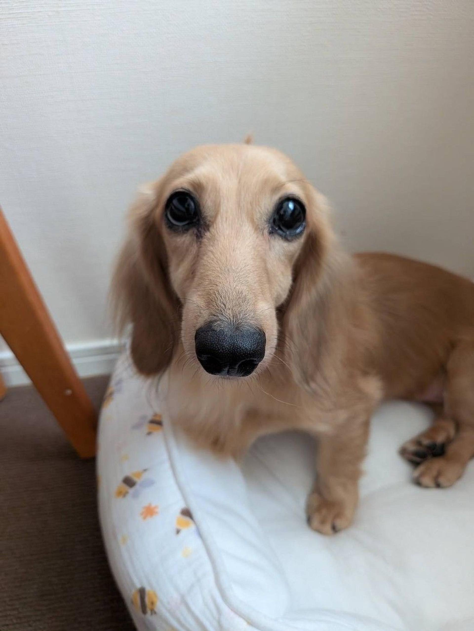 pet-image-7
