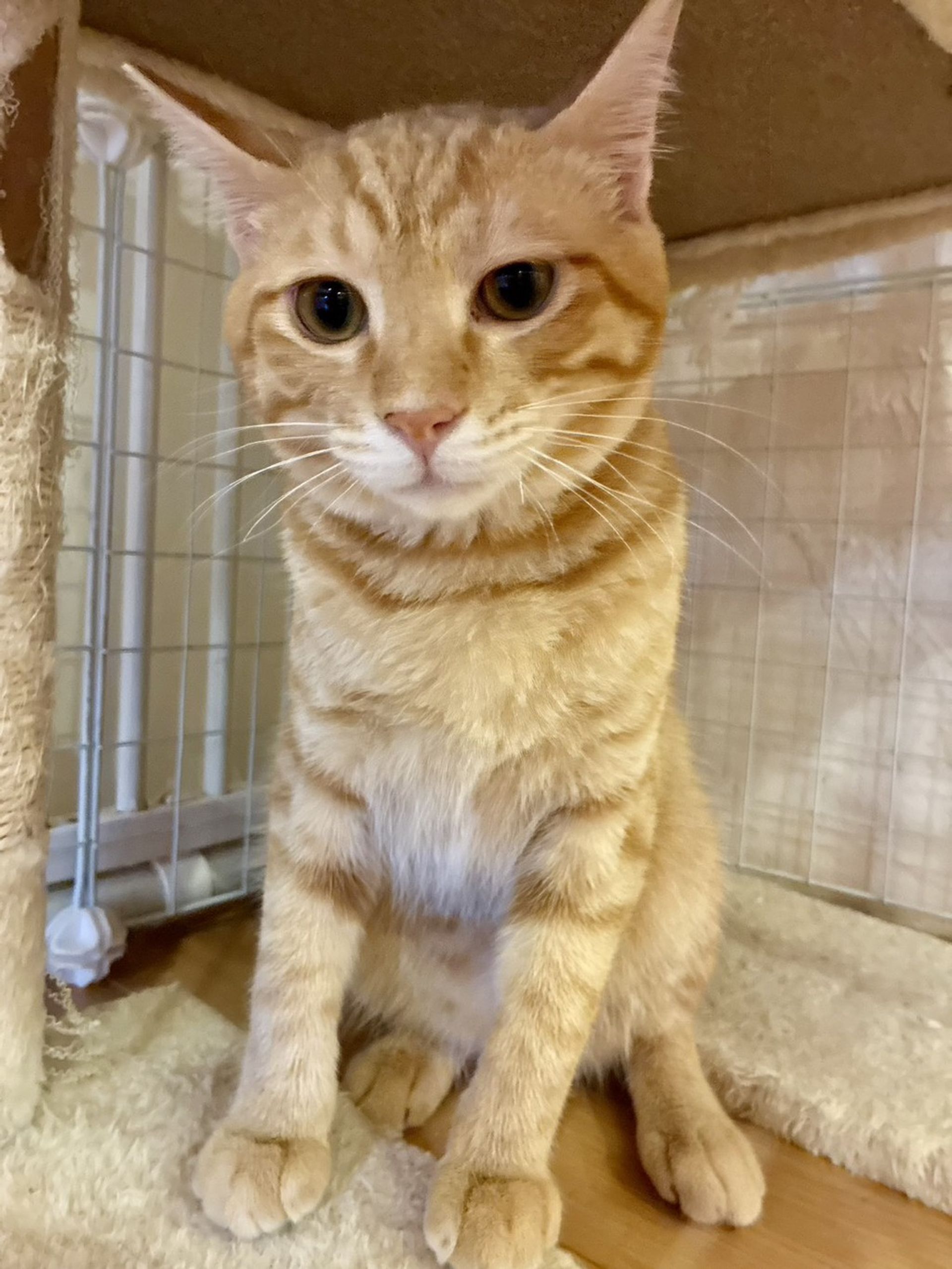 雑種（ミックス猫）・オスの里親募集の写真