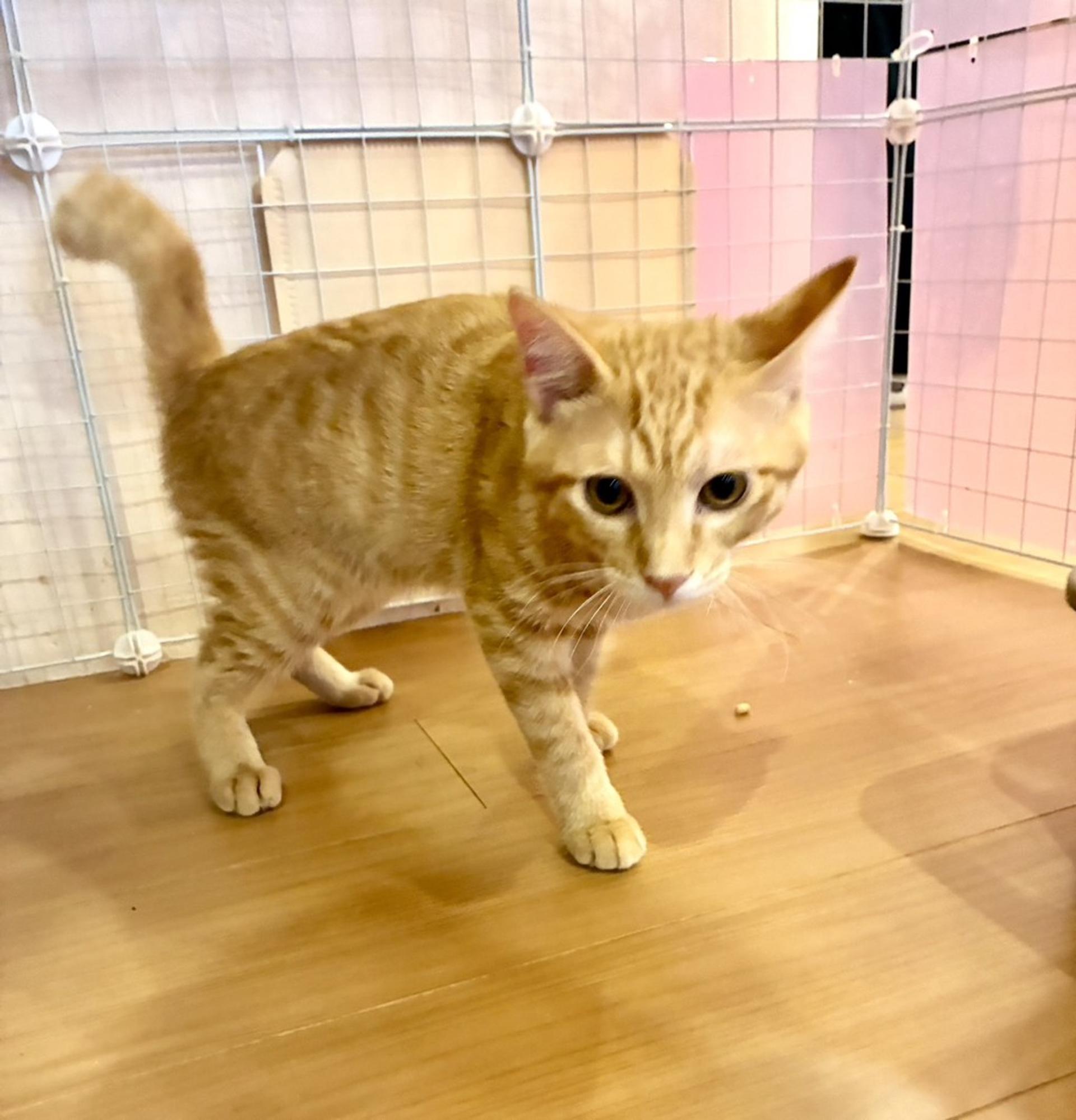pet-image-2