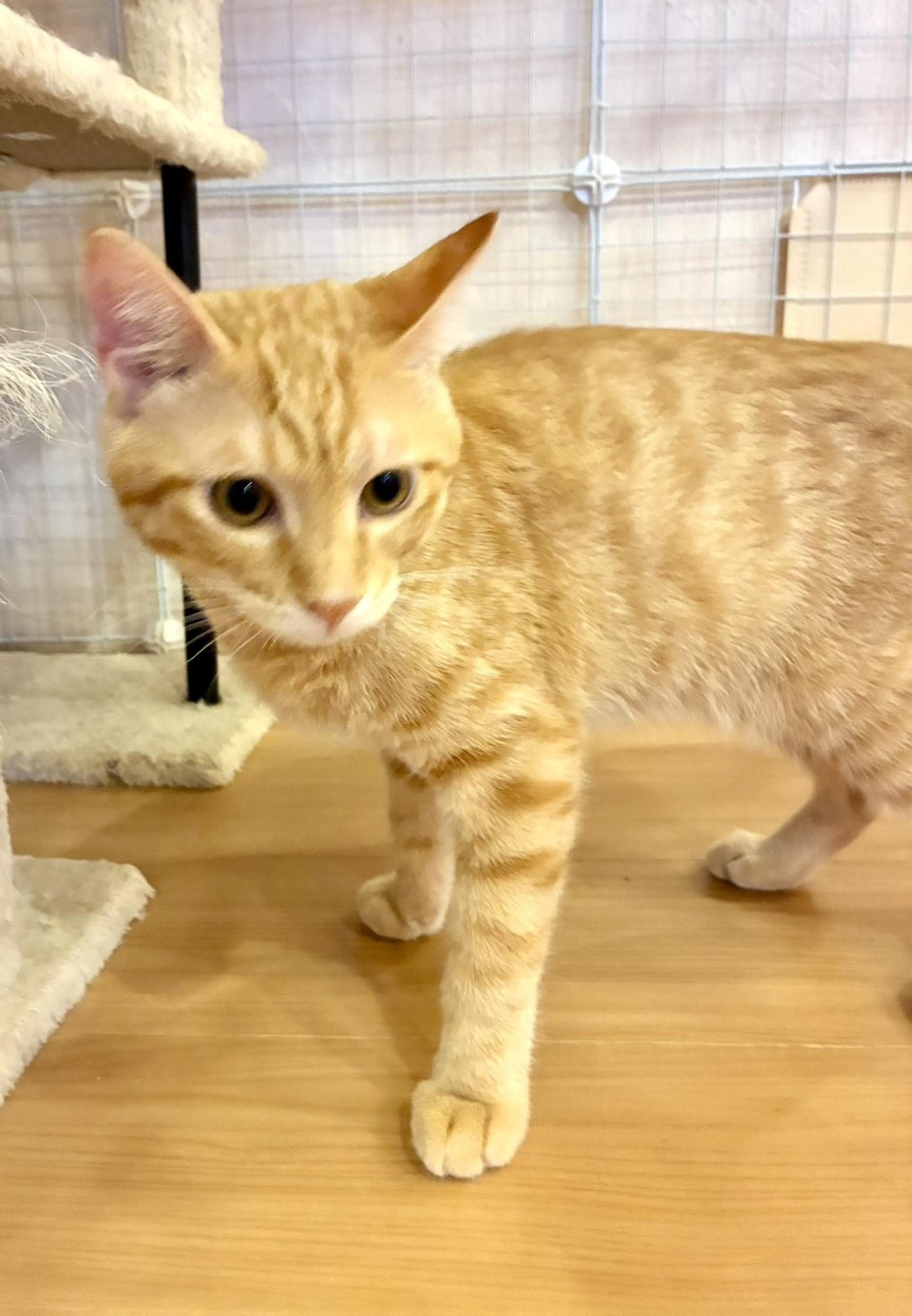 pet-image-3