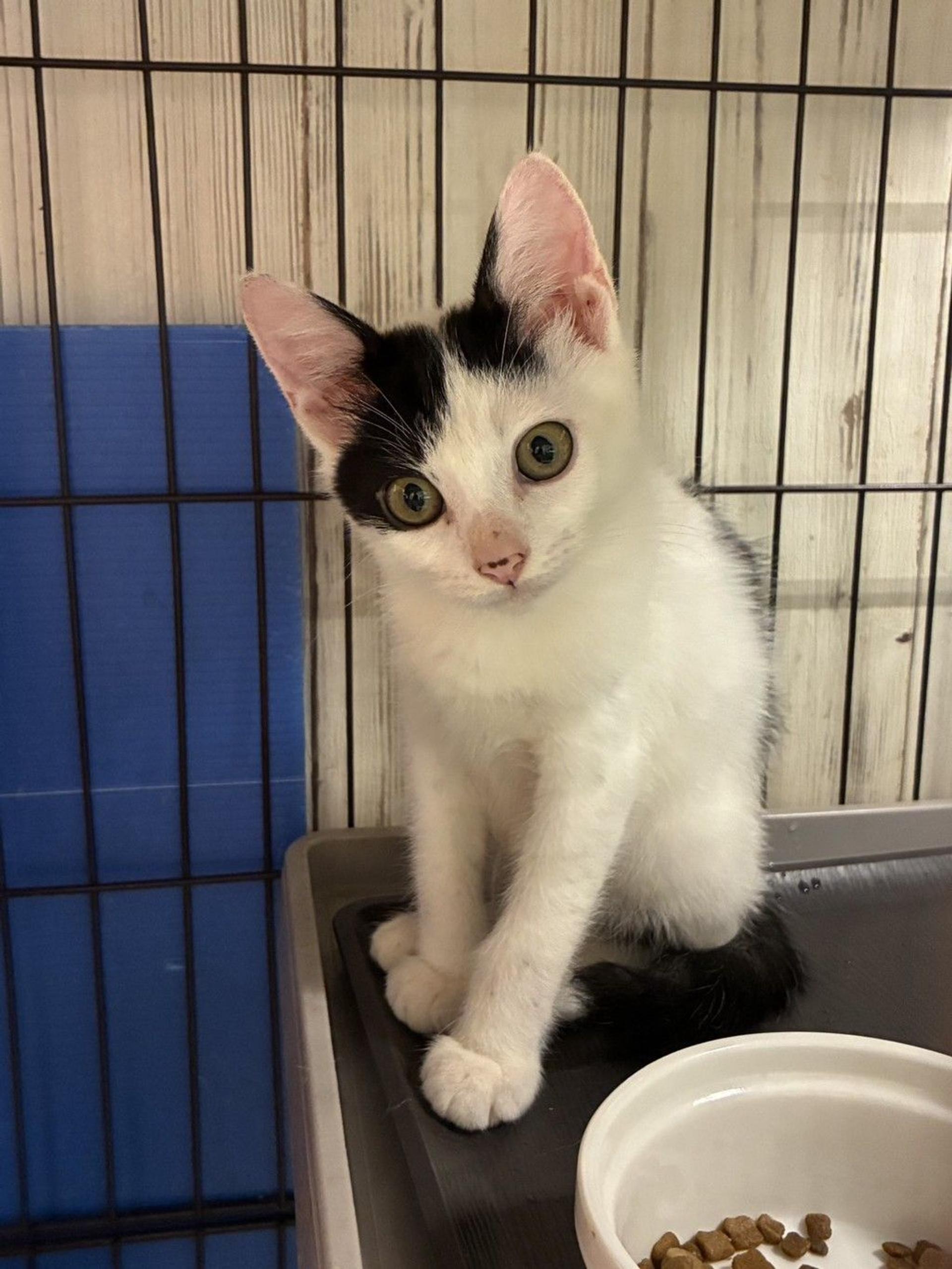 pet-image-2