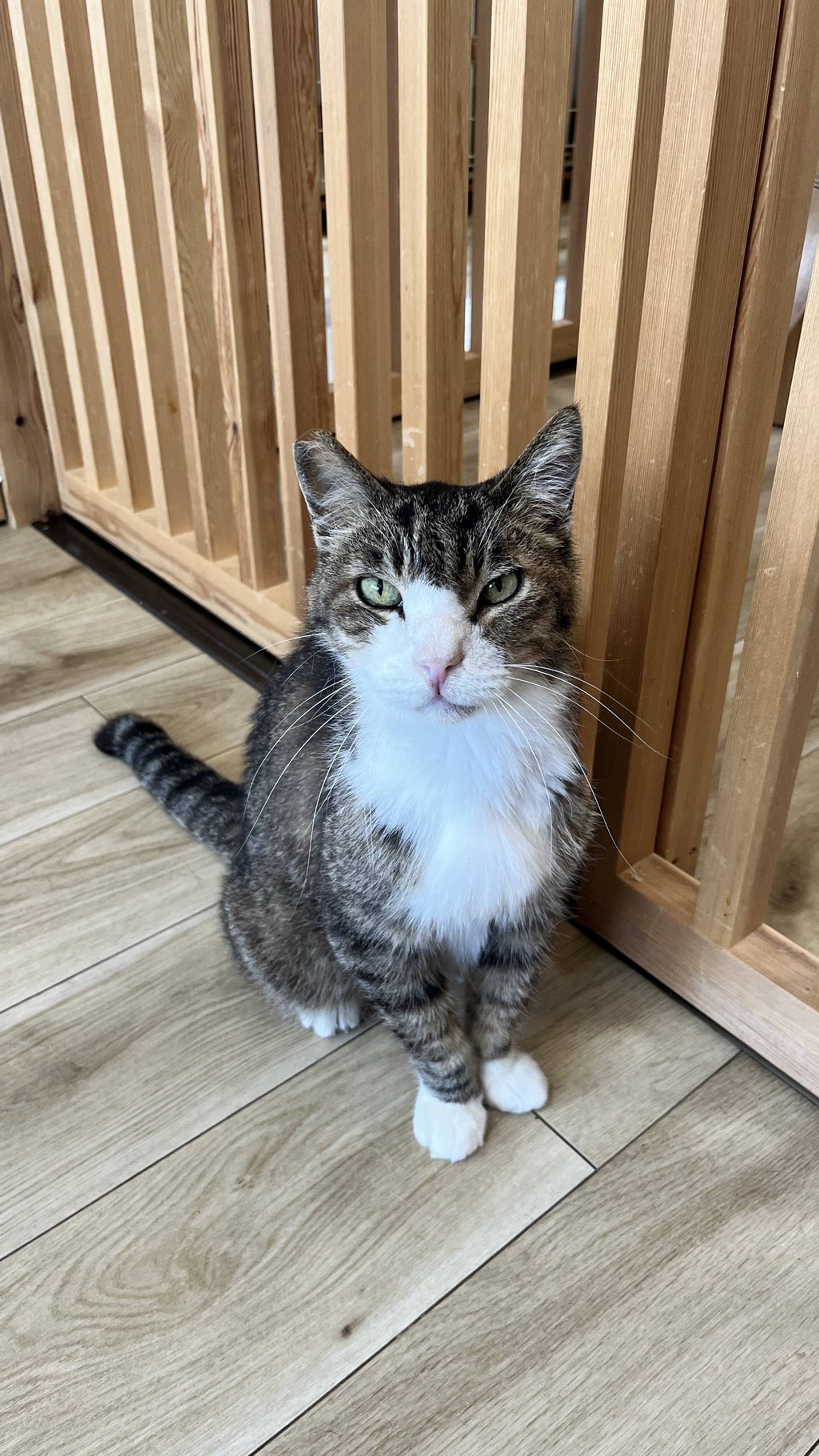 雑種（ミックス猫）・オスの里親募集の写真