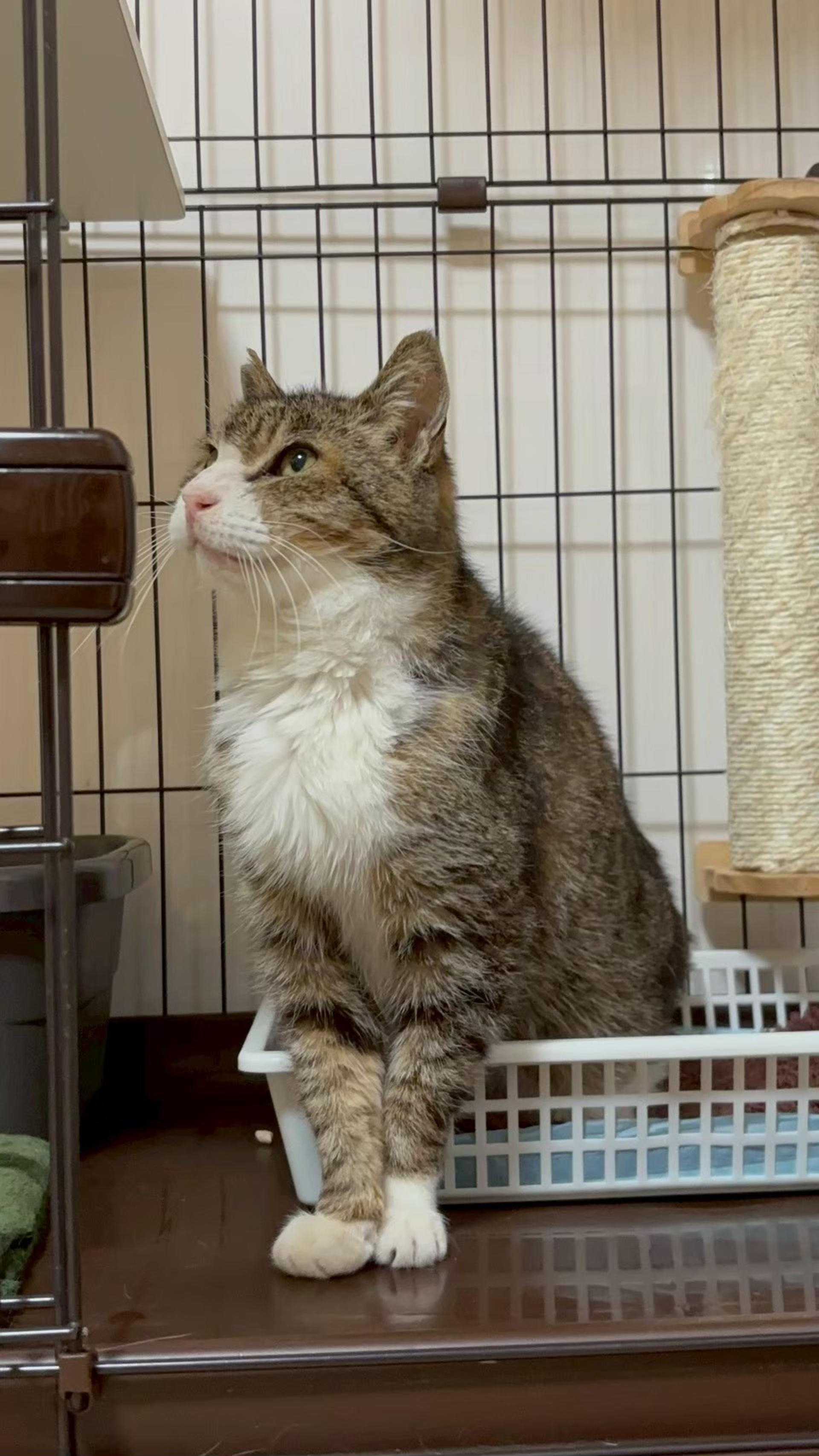 pet-image-4