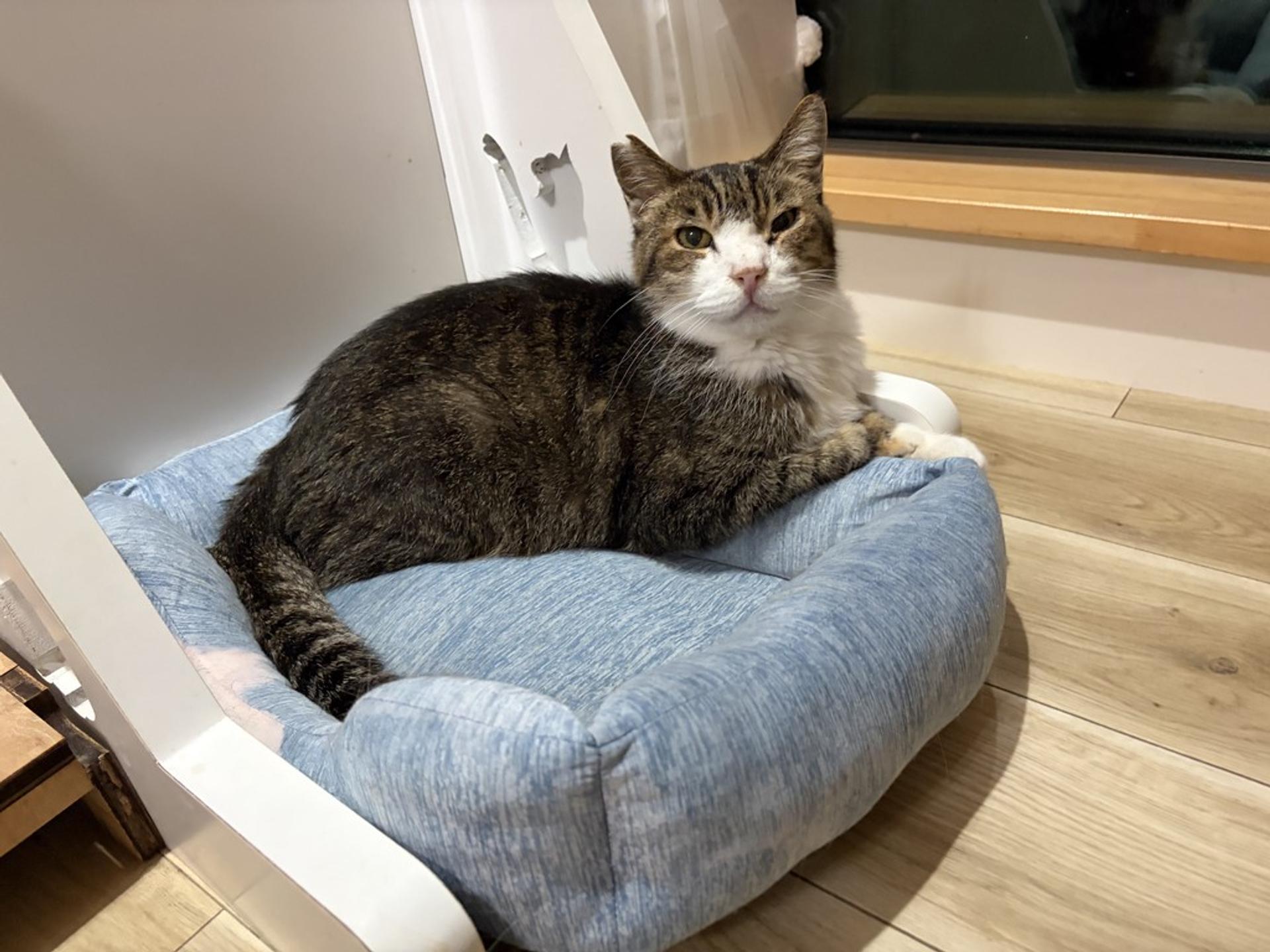pet-image-5