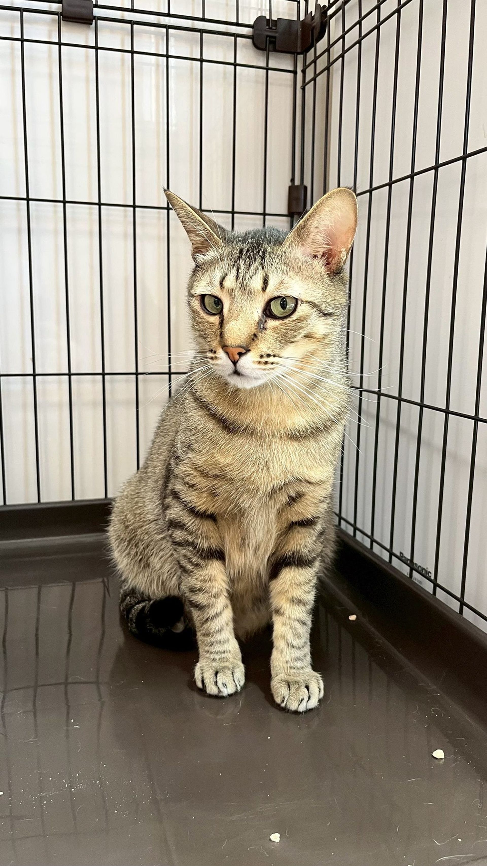雑種（ミックス猫）・オスの里親募集の写真