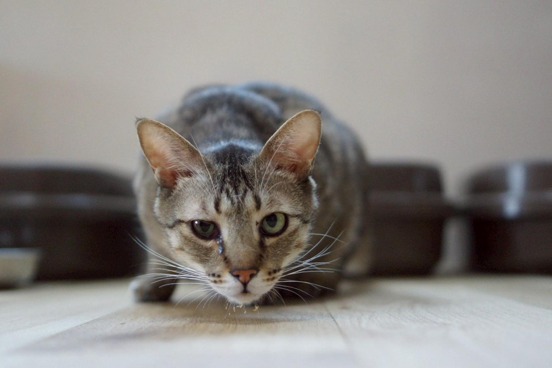 pet-image-4