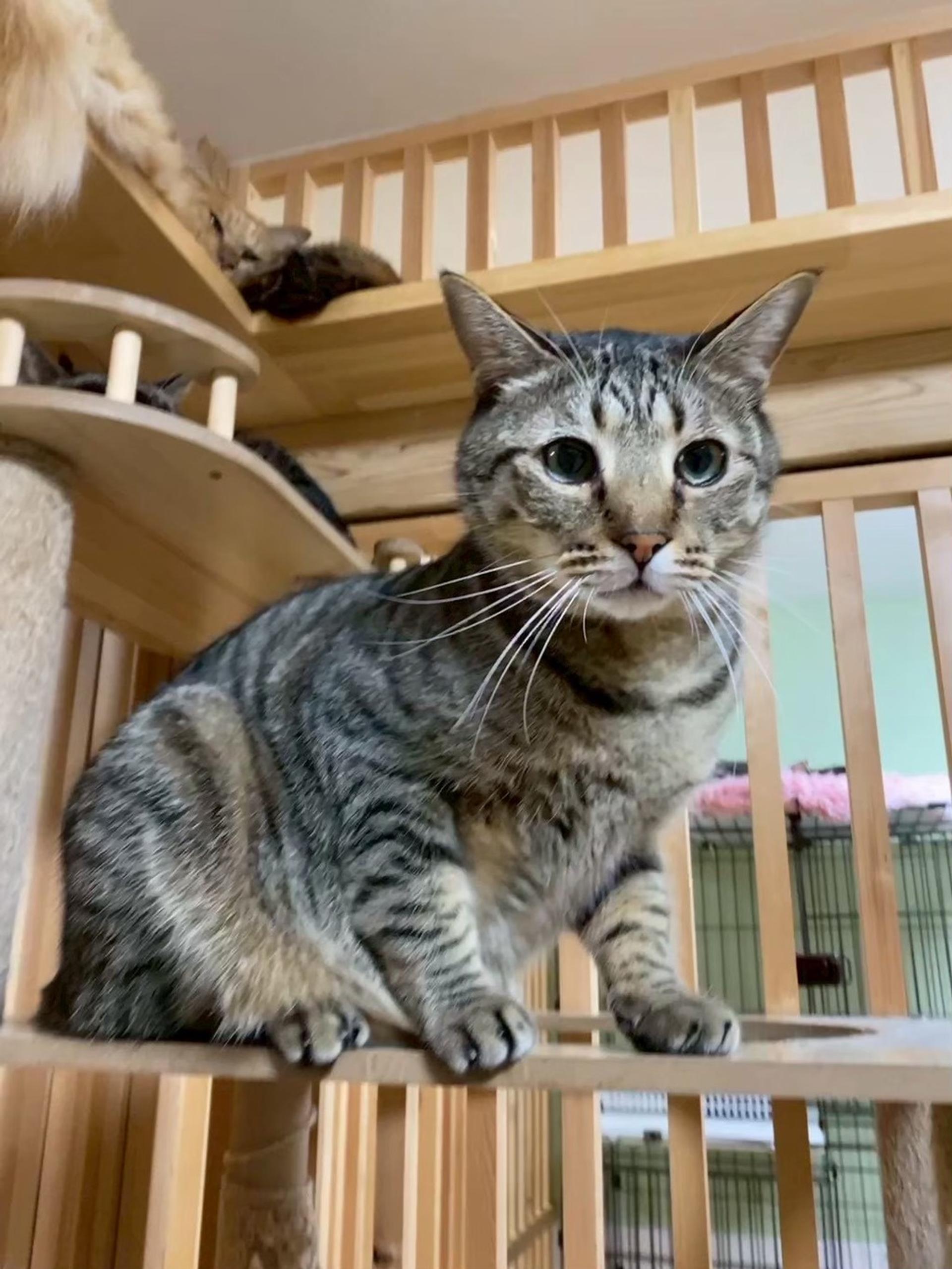 pet-image-6