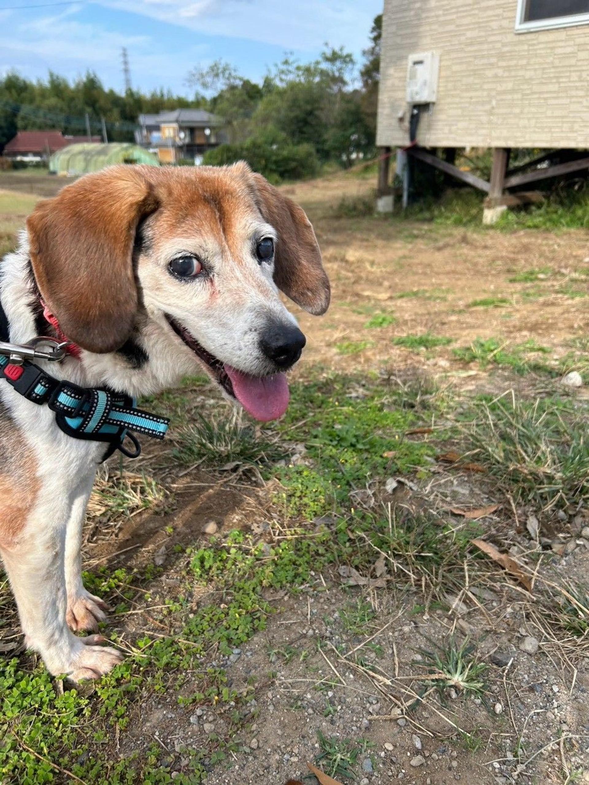 pet-image-2