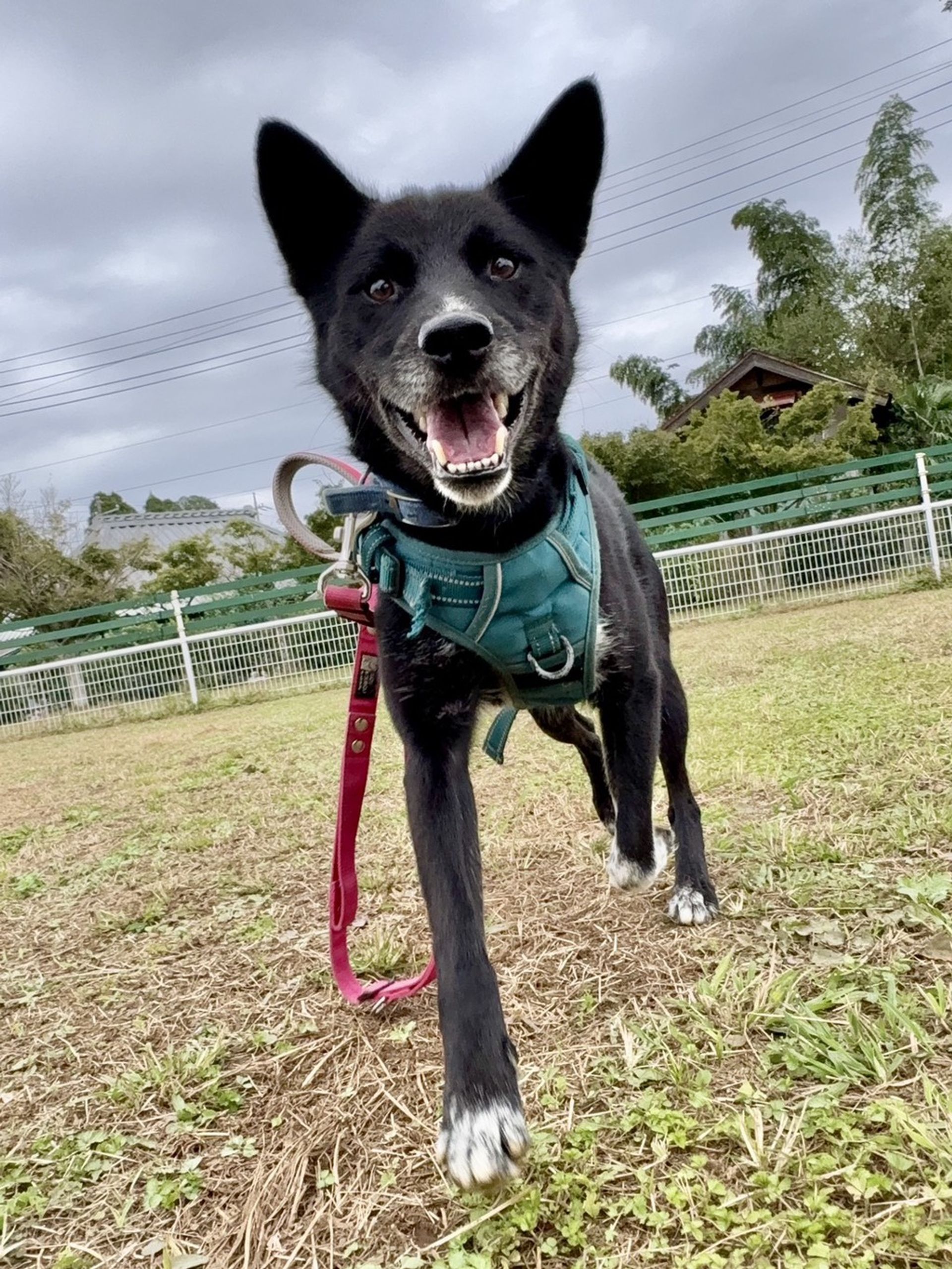 雑種（ミックス犬）・オスの里親募集の写真