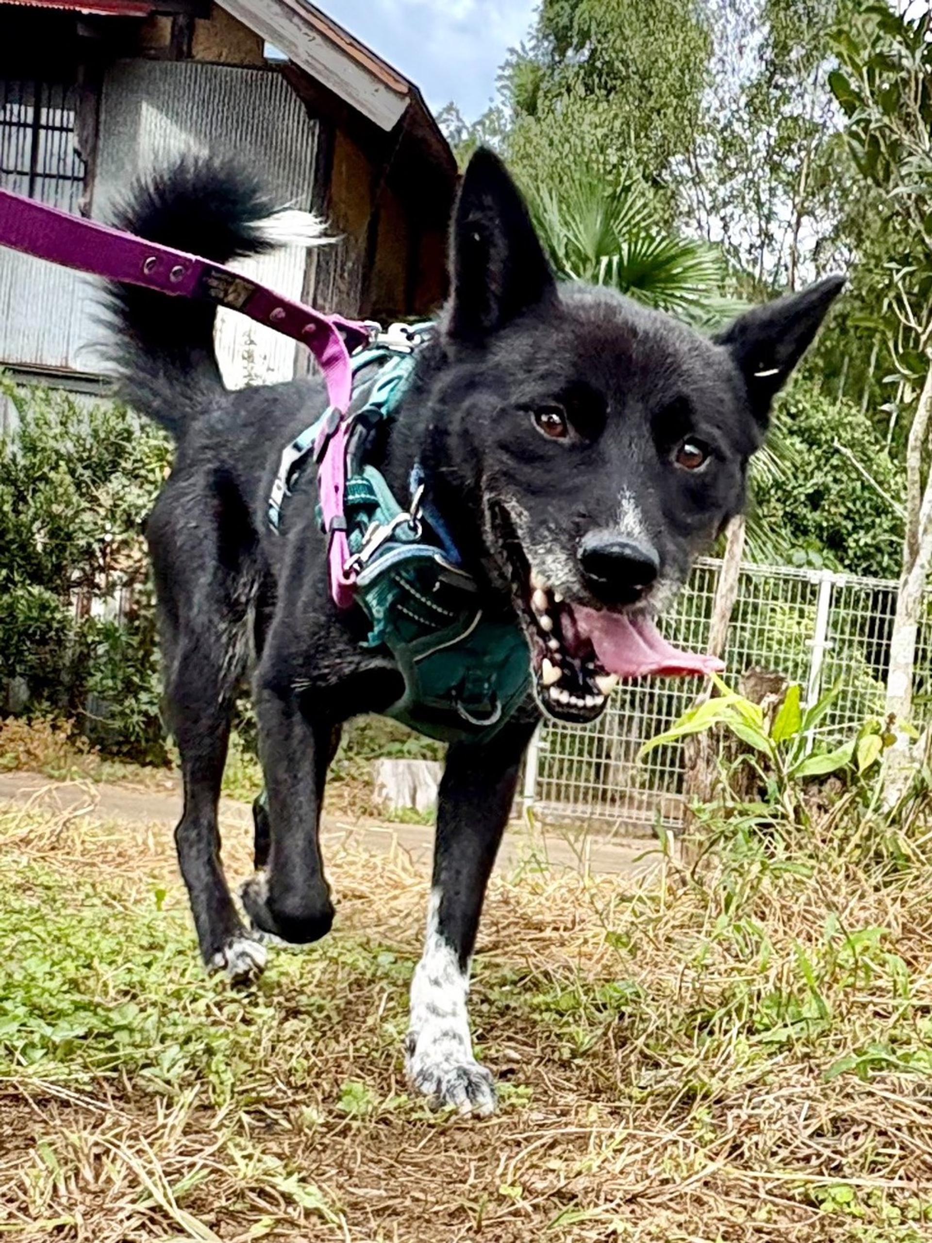 pet-image-2