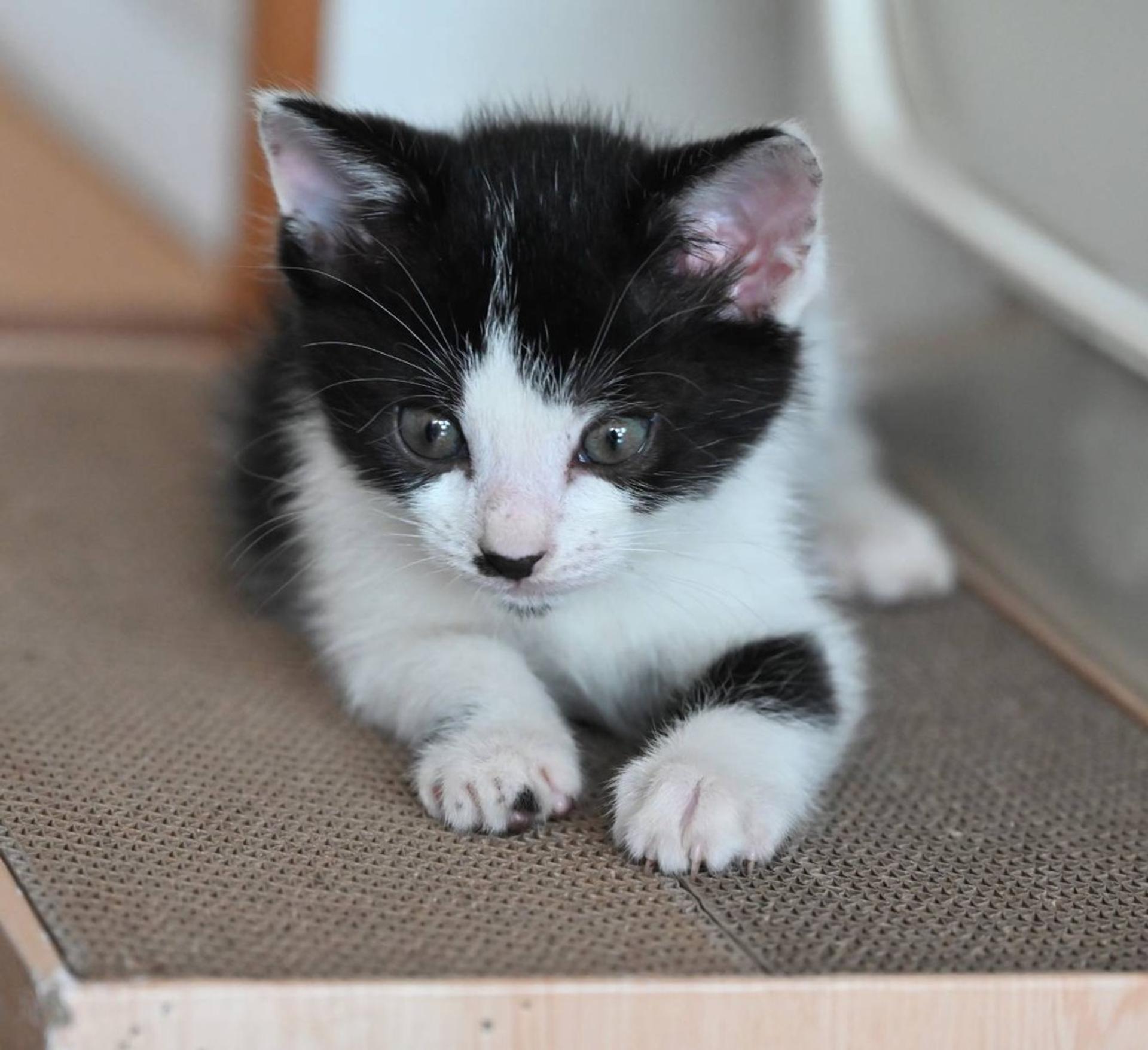 pet-image-4