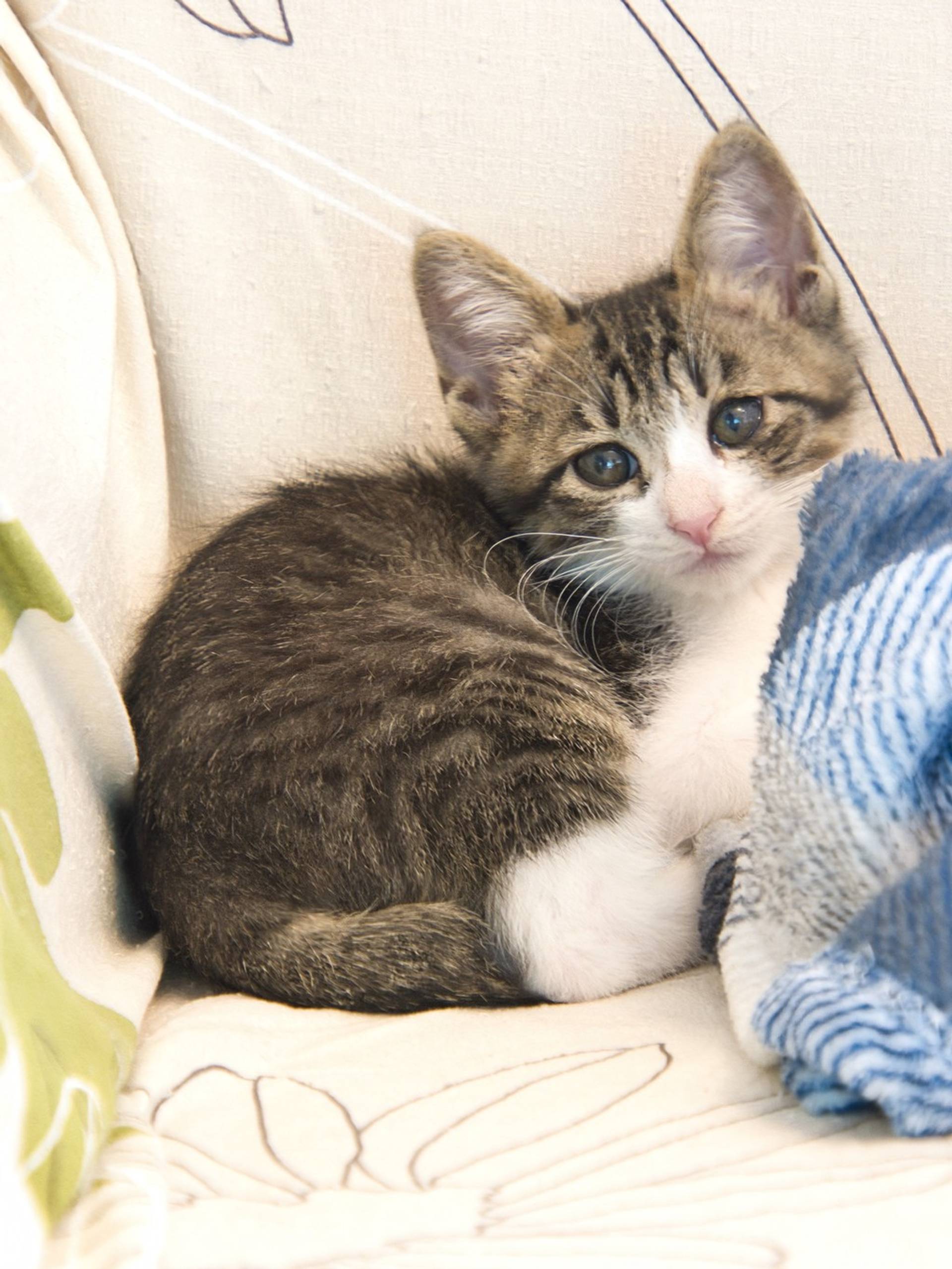 雑種（ミックス猫）・オスの里親募集の写真